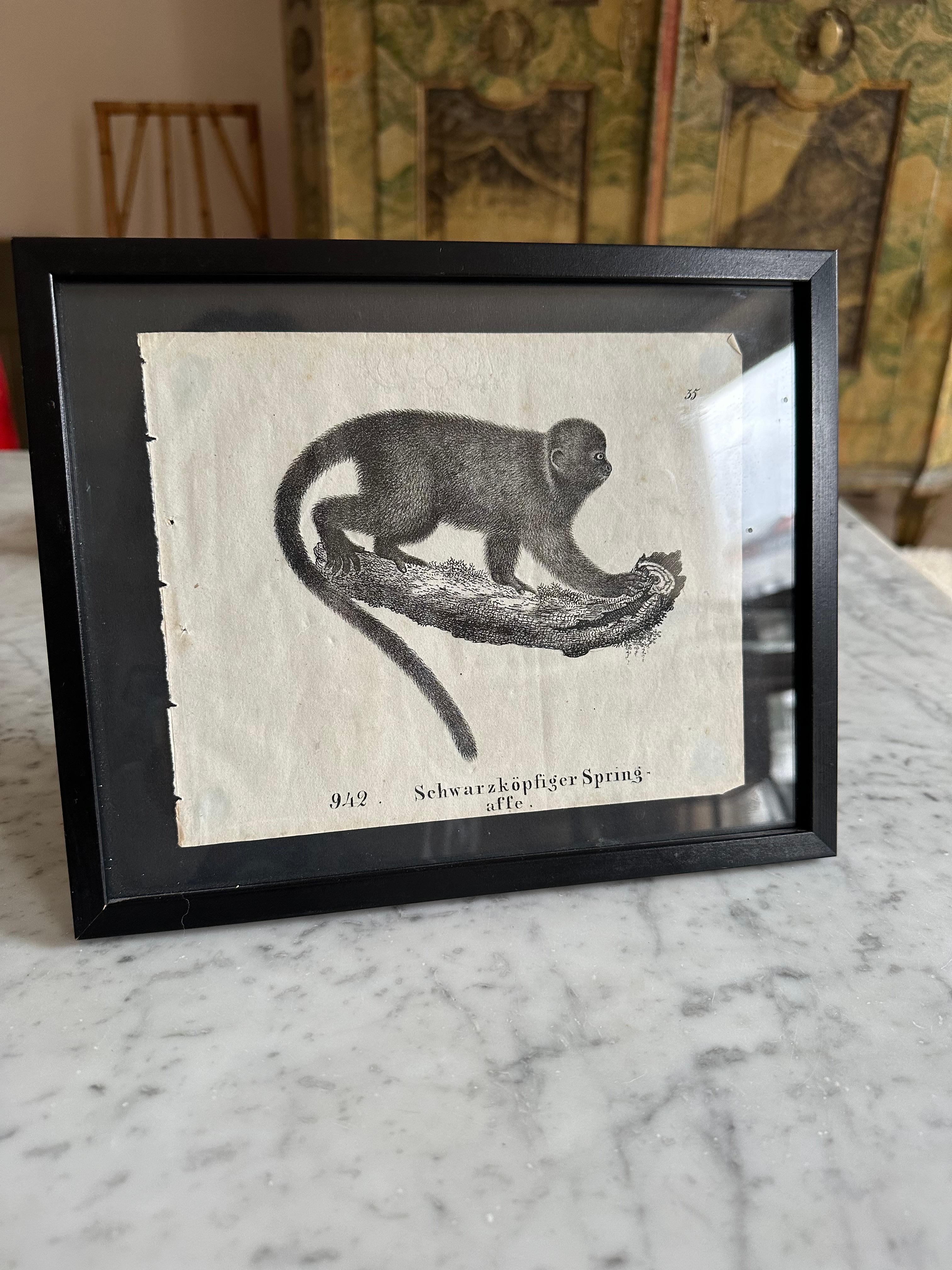 Zoological Original Lithograph Featuring a Monkey from 1831-35 In Good Condition For Sale In Hamburg, DE