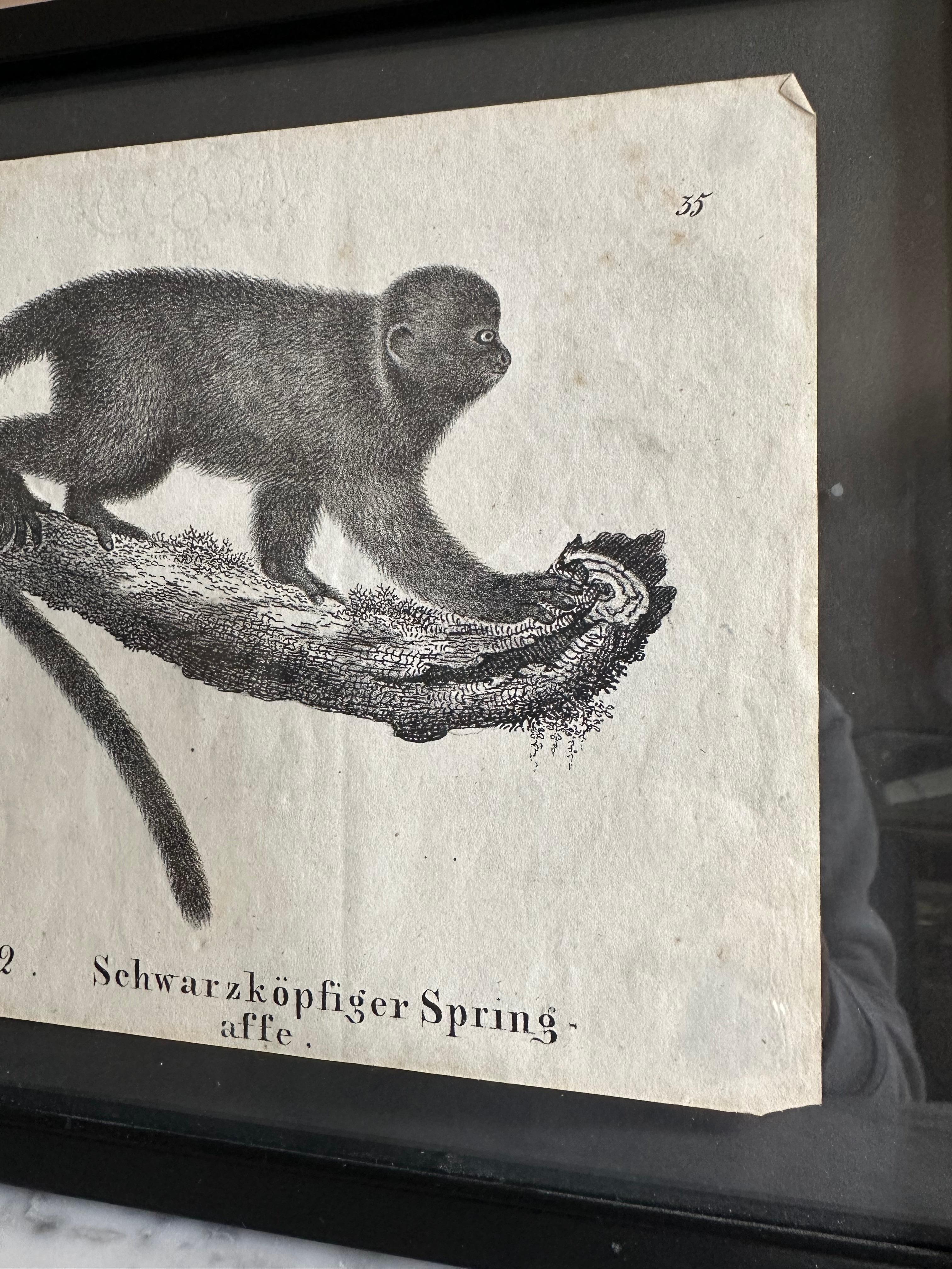 Paper Zoological Original Lithograph Featuring a Monkey from 1831-35 For Sale