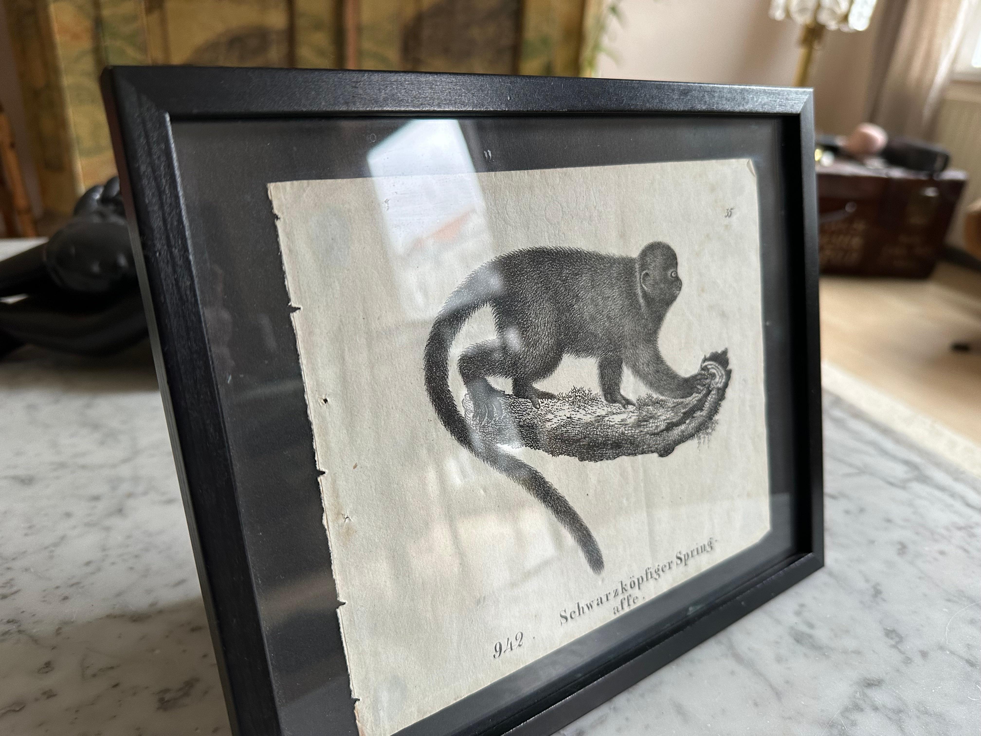 Zoologische Originallithographie mit einem Affen aus dem Jahr 1831-35 im Angebot 1