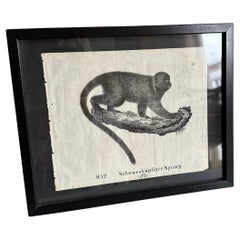 Lithographie zoologique originale représentant un singe de 1831-35