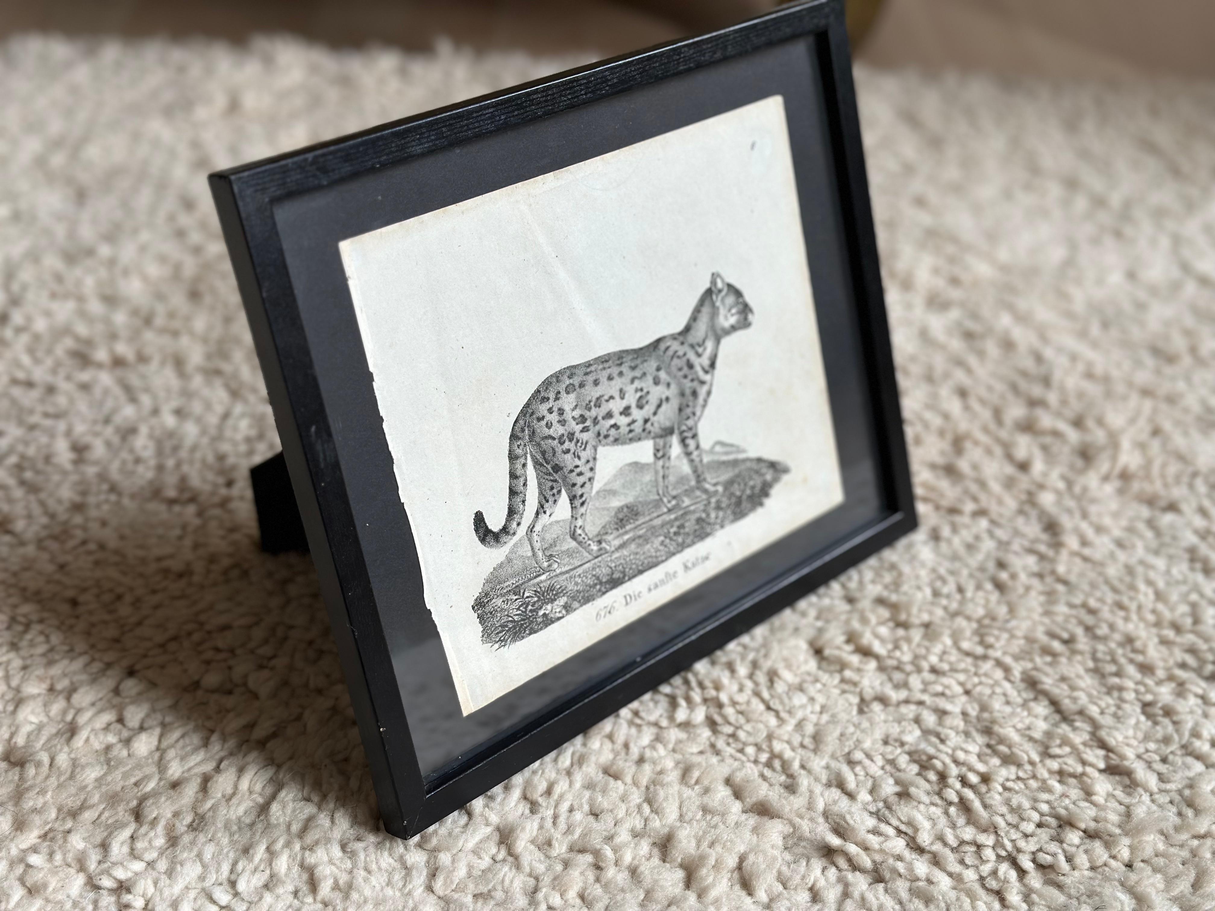 Zoologische Originallithographie mit „die sanfte Katze“ aus dem Jahr 1831-35 im Angebot 4