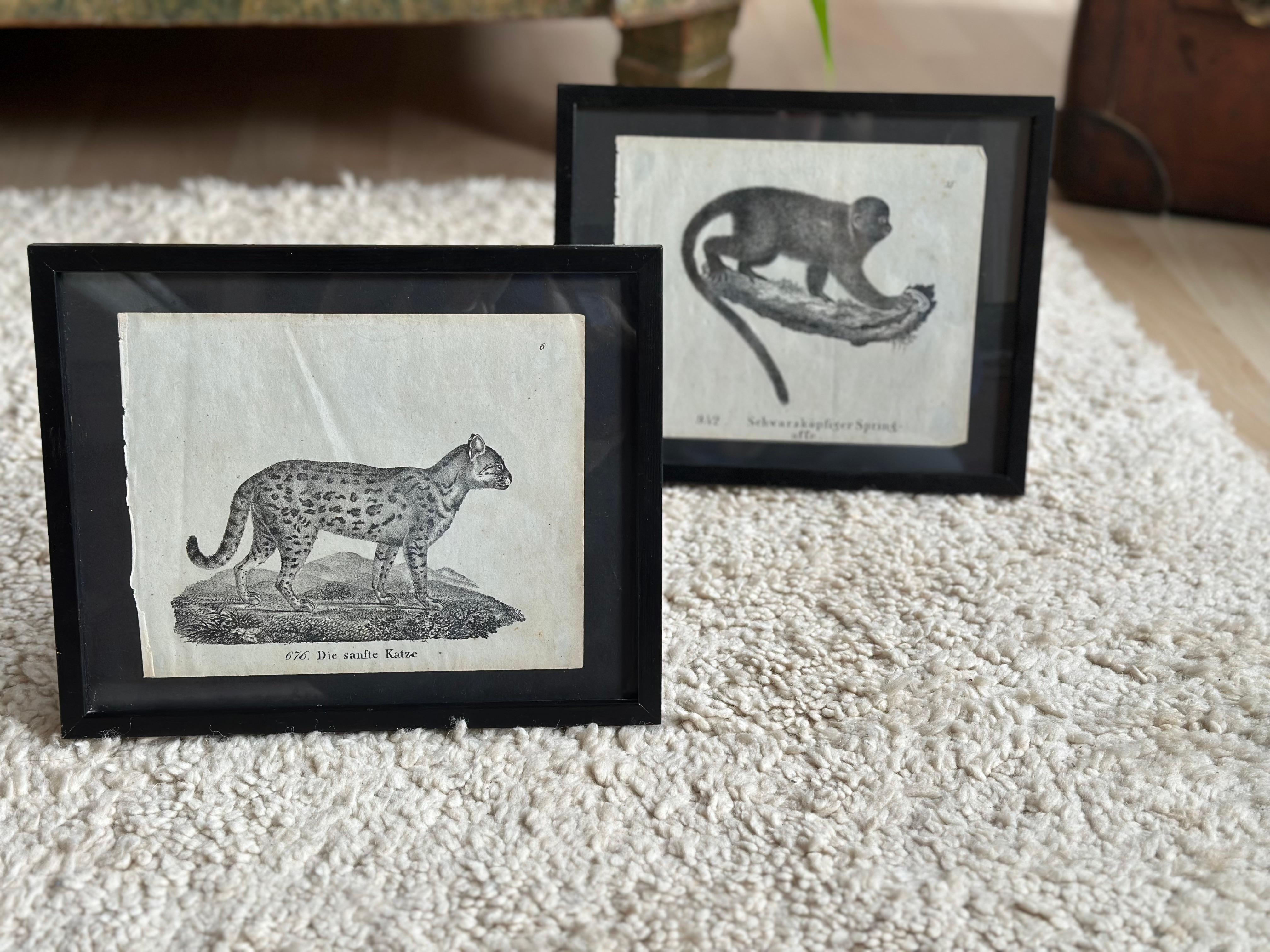 Zoologische Originallithographie mit „die sanfte Katze“ aus dem Jahr 1831-35 im Angebot 5