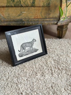 Zoological Original Lithograph Featuring "the gentle cat" from 1831-35