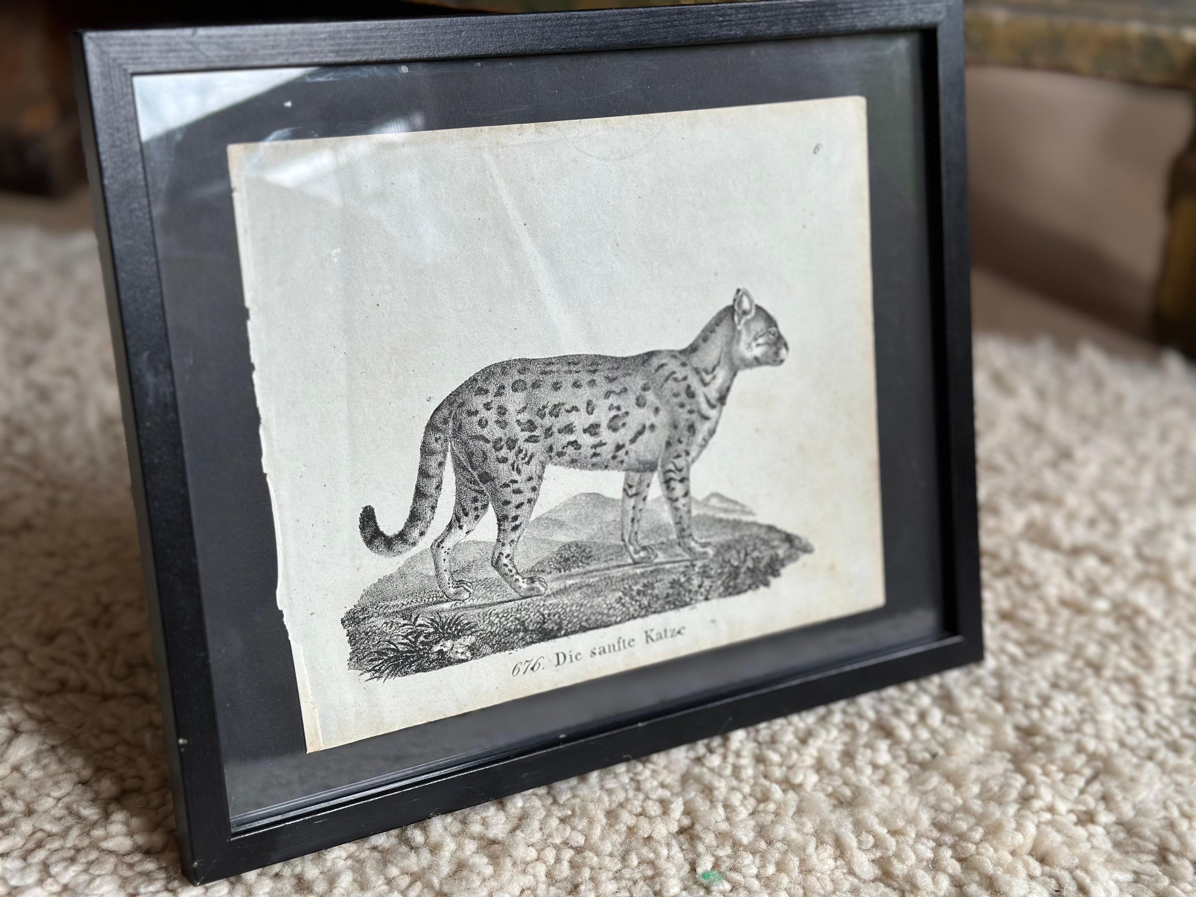 Zoologische Originallithographie mit „die sanfte Katze“ aus dem Jahr 1831-35 (Biedermeier) im Angebot