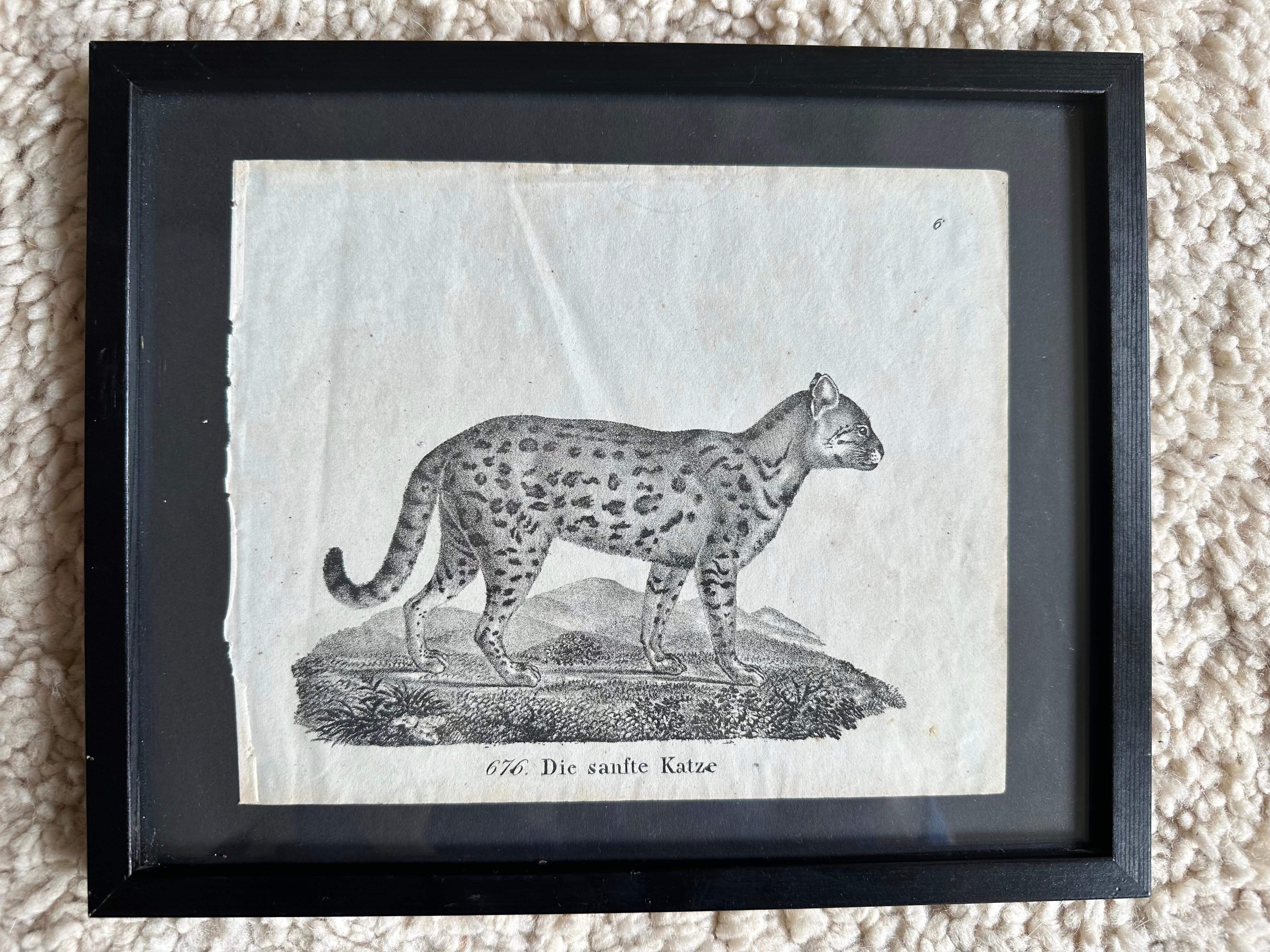 Zoologische Originallithographie mit „die sanfte Katze“ aus dem Jahr 1831-35 (Deutsch) im Angebot
