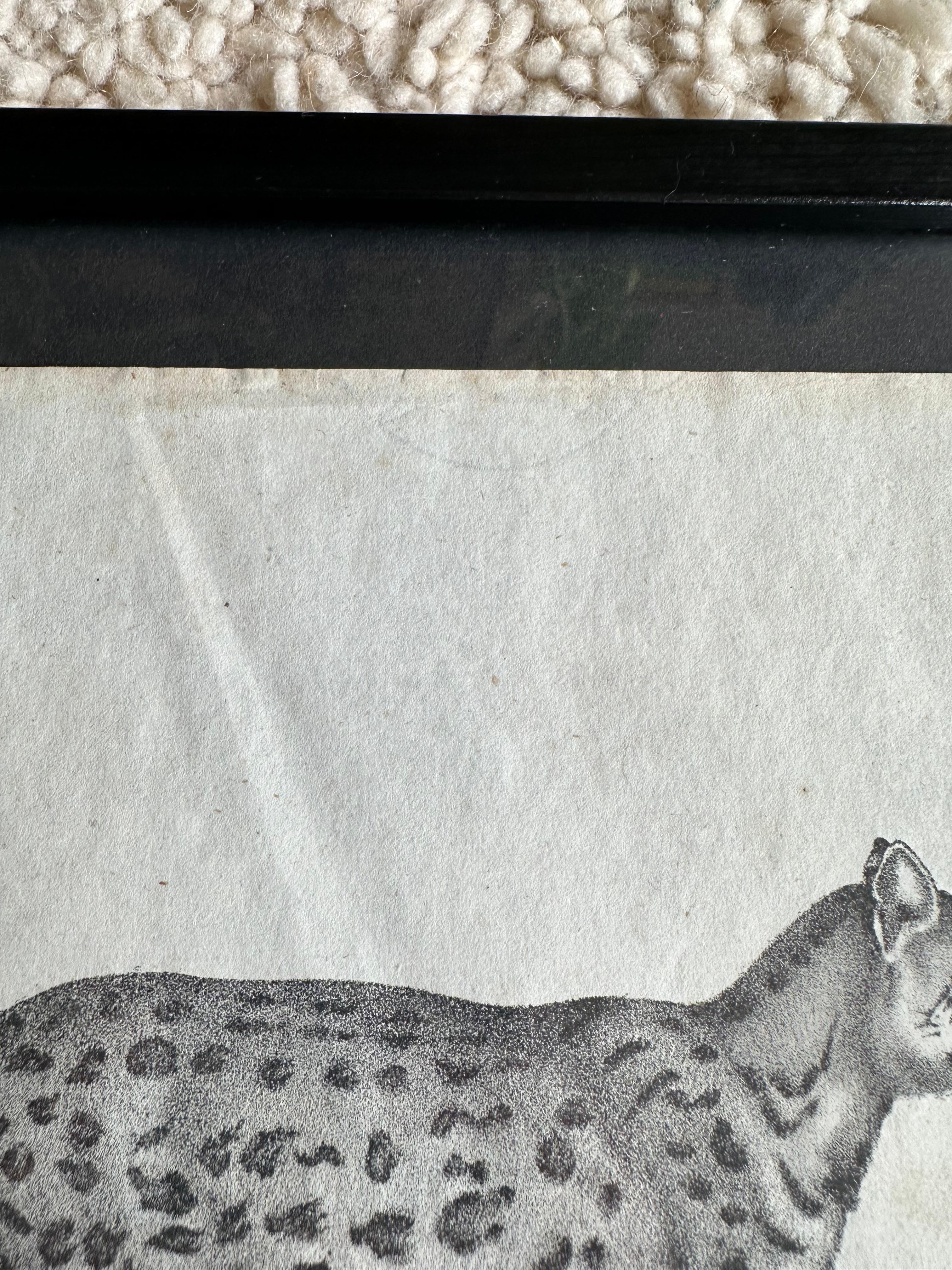 Zoologische Originallithographie mit „die sanfte Katze“ aus dem Jahr 1831-35 im Zustand „Gut“ im Angebot in Hamburg, DE
