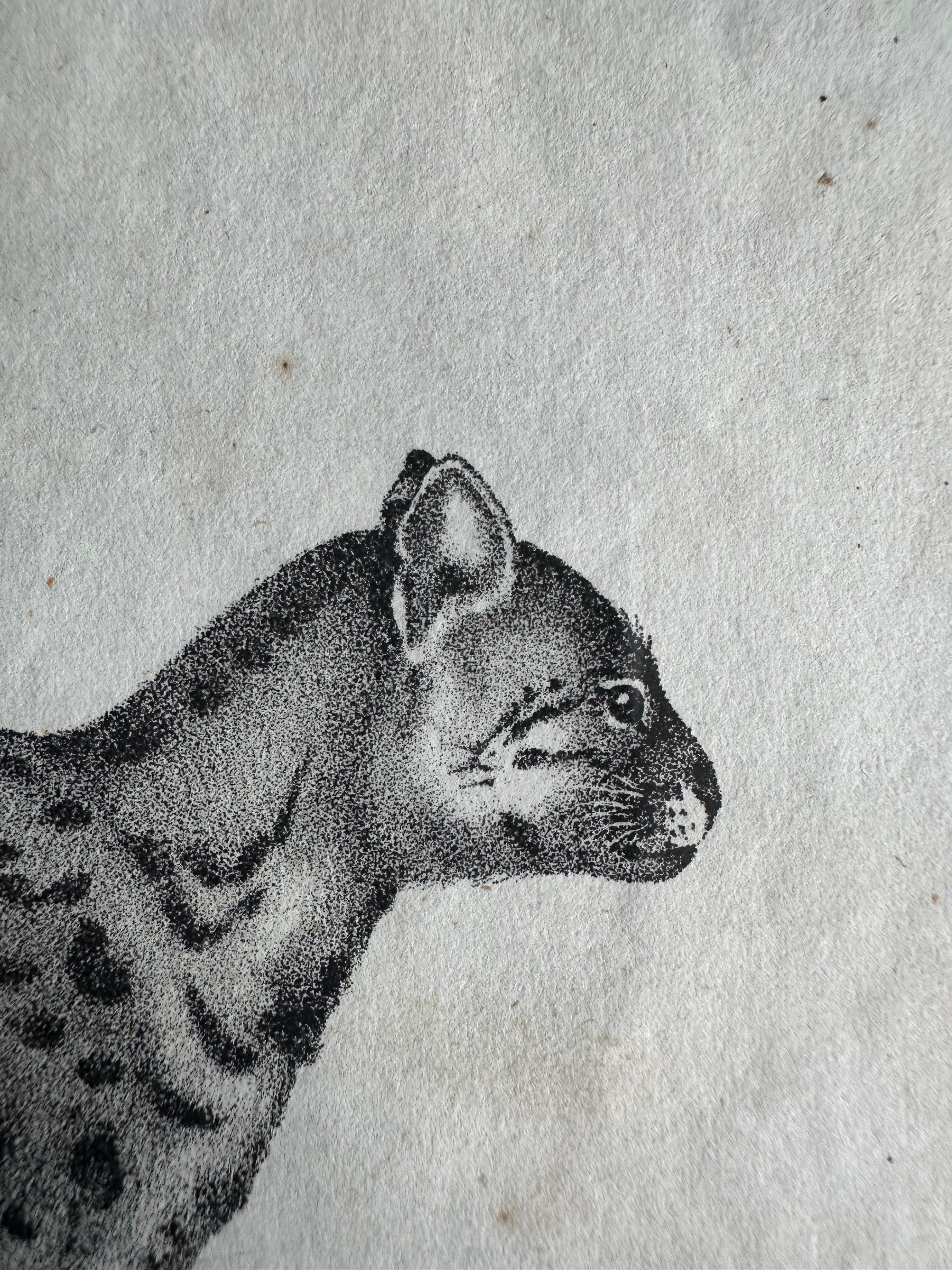 Zoologische Originallithographie mit „die sanfte Katze“ aus dem Jahr 1831-35 (Mittleres 19. Jahrhundert) im Angebot