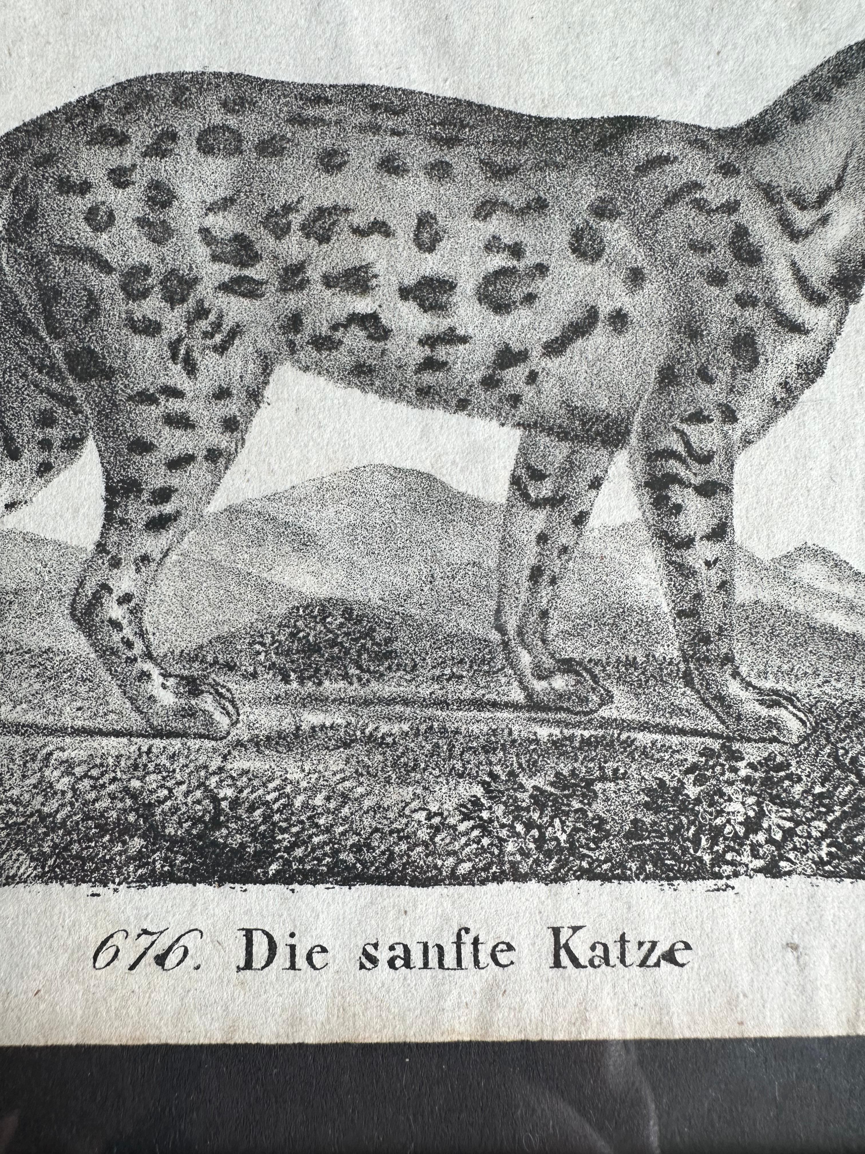 Zoologische Originallithographie mit „die sanfte Katze“ aus dem Jahr 1831-35 (Papier) im Angebot