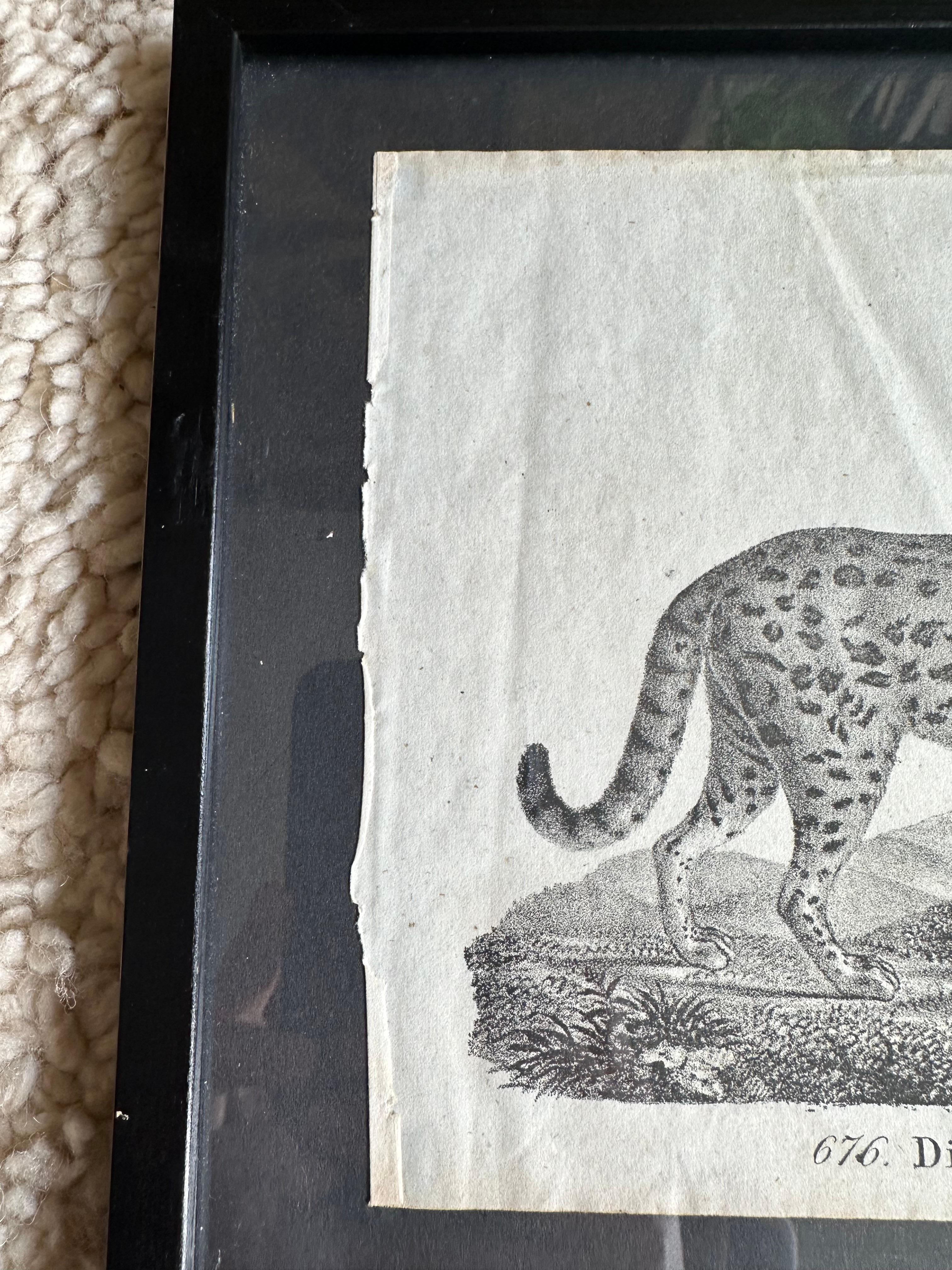 Zoologische Originallithographie mit „die sanfte Katze“ aus dem Jahr 1831-35 im Angebot 1