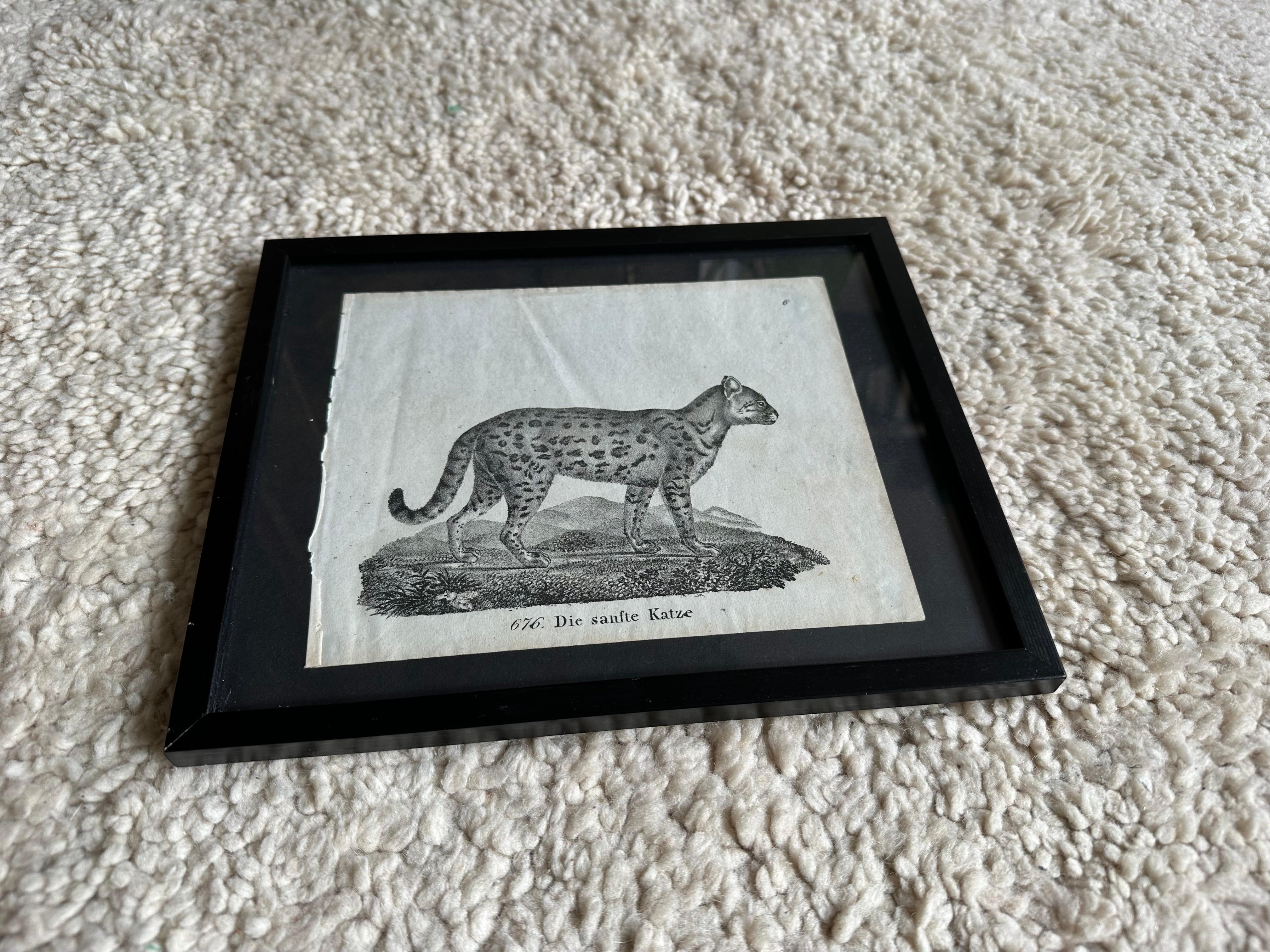 Zoologische Originallithographie mit „die sanfte Katze“ aus dem Jahr 1831-35 im Angebot 2
