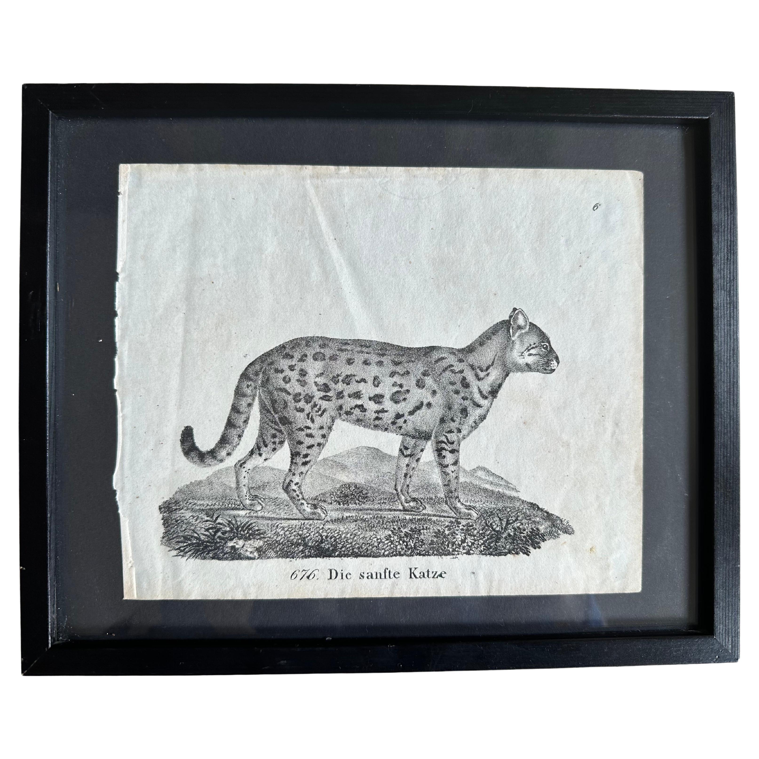 Lithographie zoologique originale représentant « le doux chat » de 1831-35