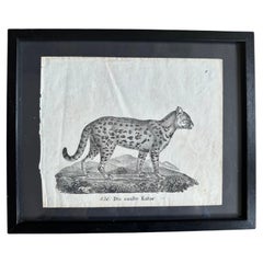 Antique Zoological Original Lithograph Featuring "the gentle cat" from 1831-35