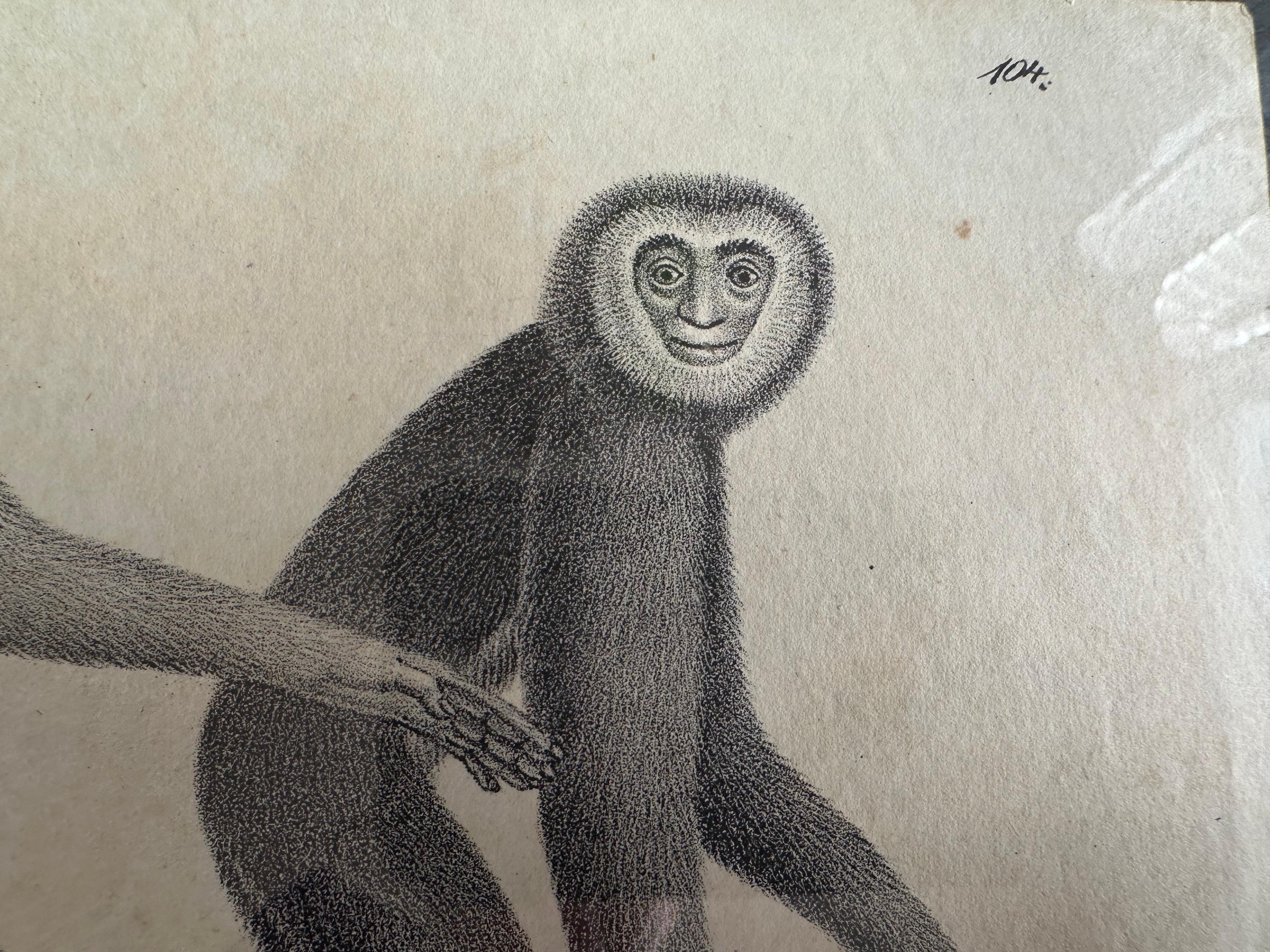 Lithographie zoologique originale représentant « le singe de Gibbon » de 1831-35 en vente 3