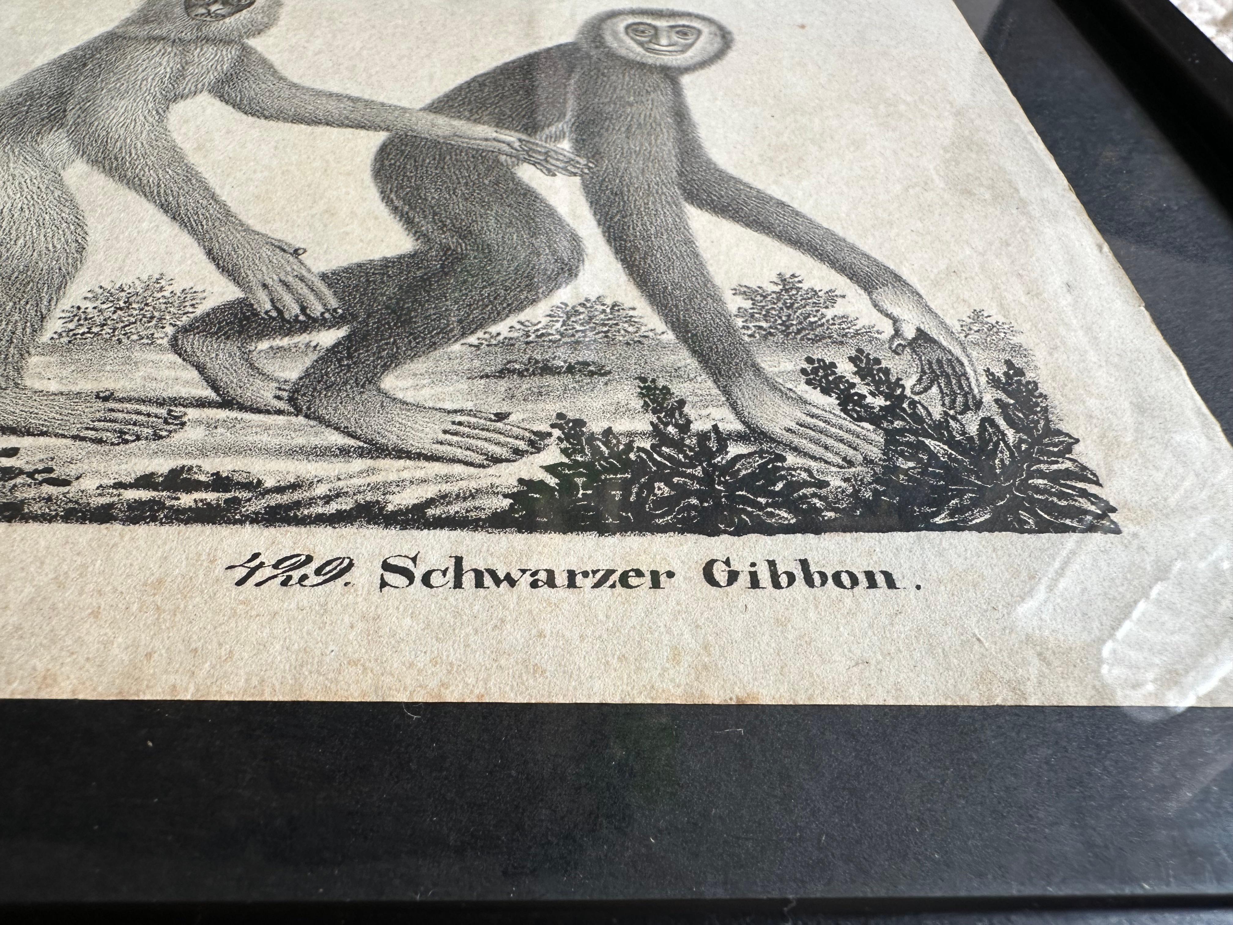 Zoologische Originallithographie mit „Der Gibbon-Monkey“ aus dem Jahr 1831-35 im Angebot 4