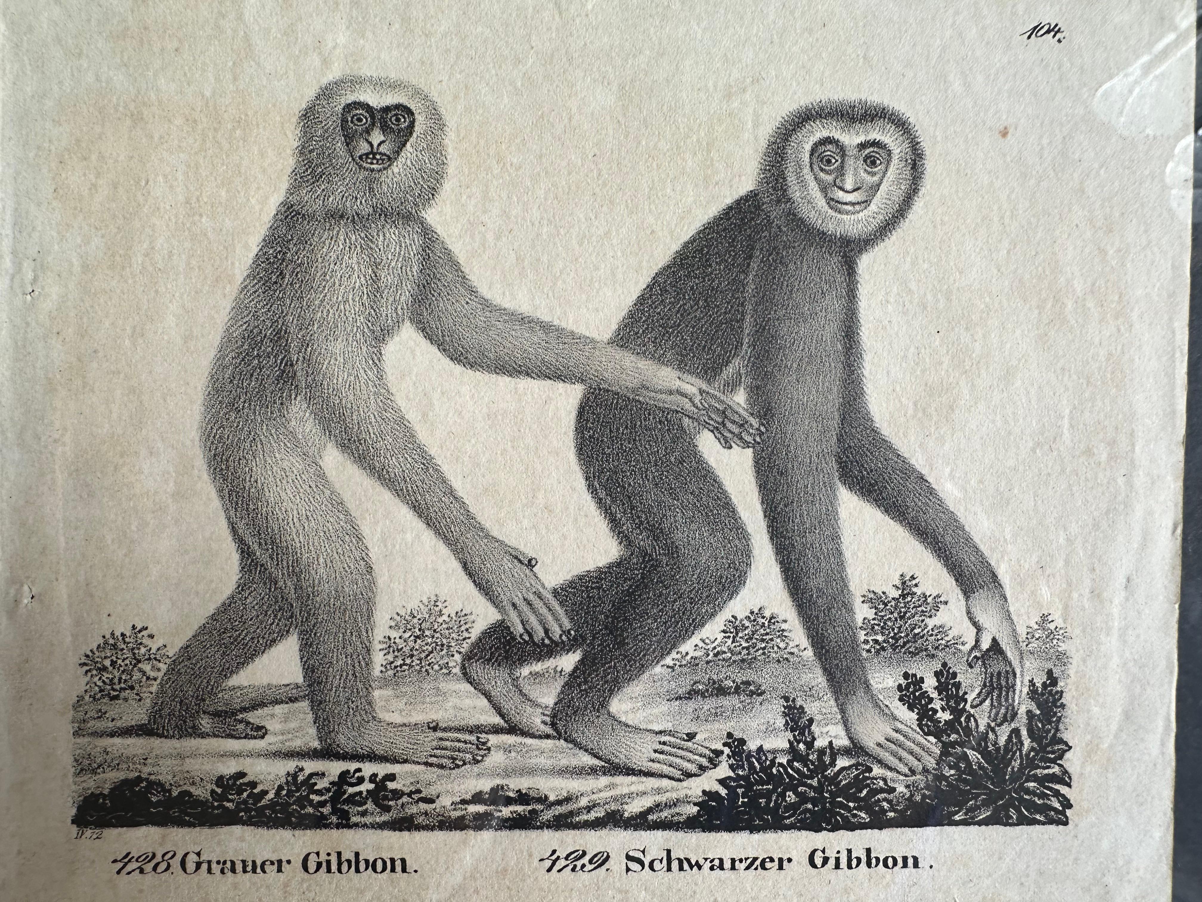 Lithographie zoologique originale représentant « le singe de Gibbon » de 1831-35 en vente 5