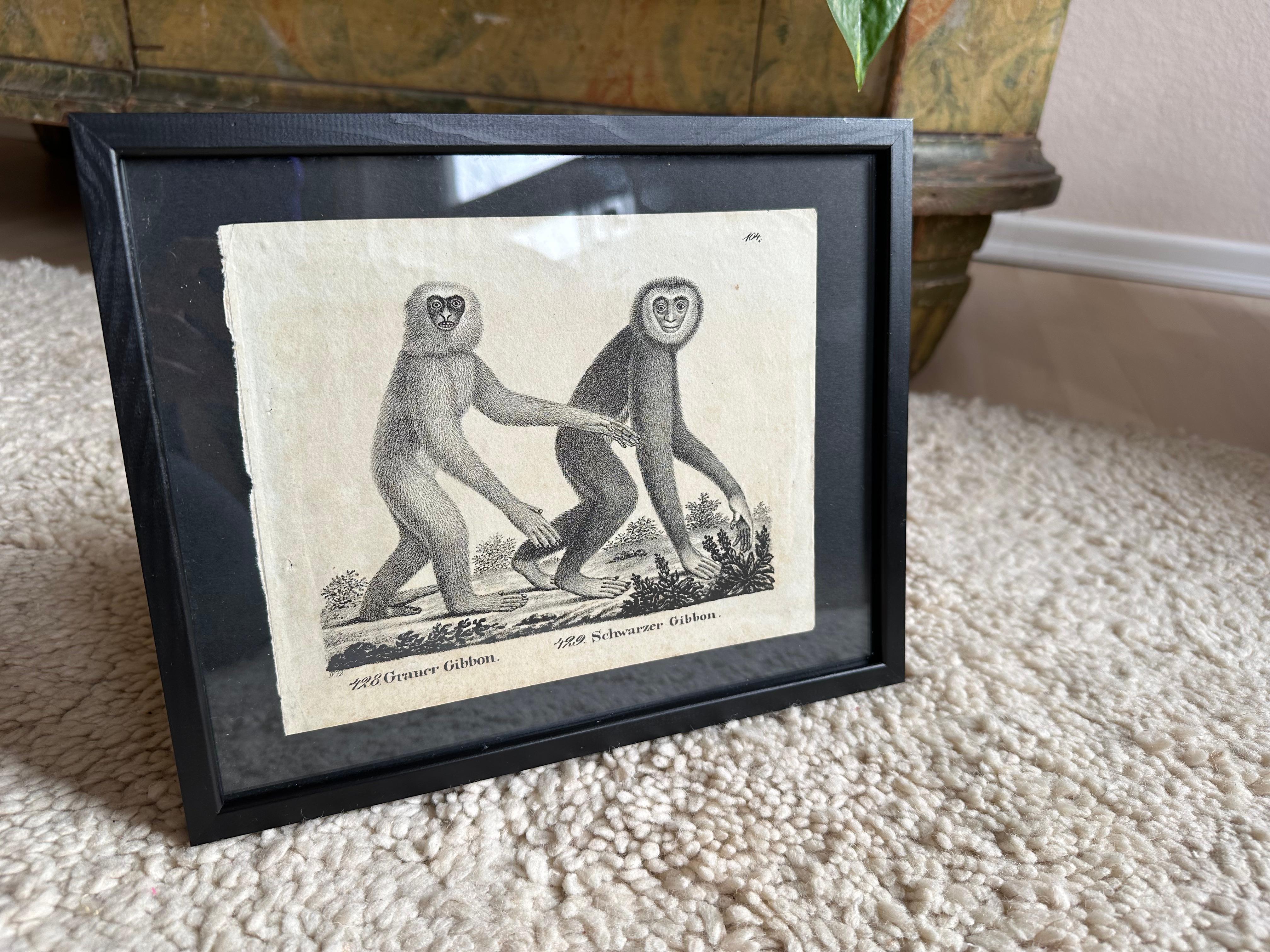 Lithographie zoologique originale représentant « le singe de Gibbon » de 1831-35 en vente 7
