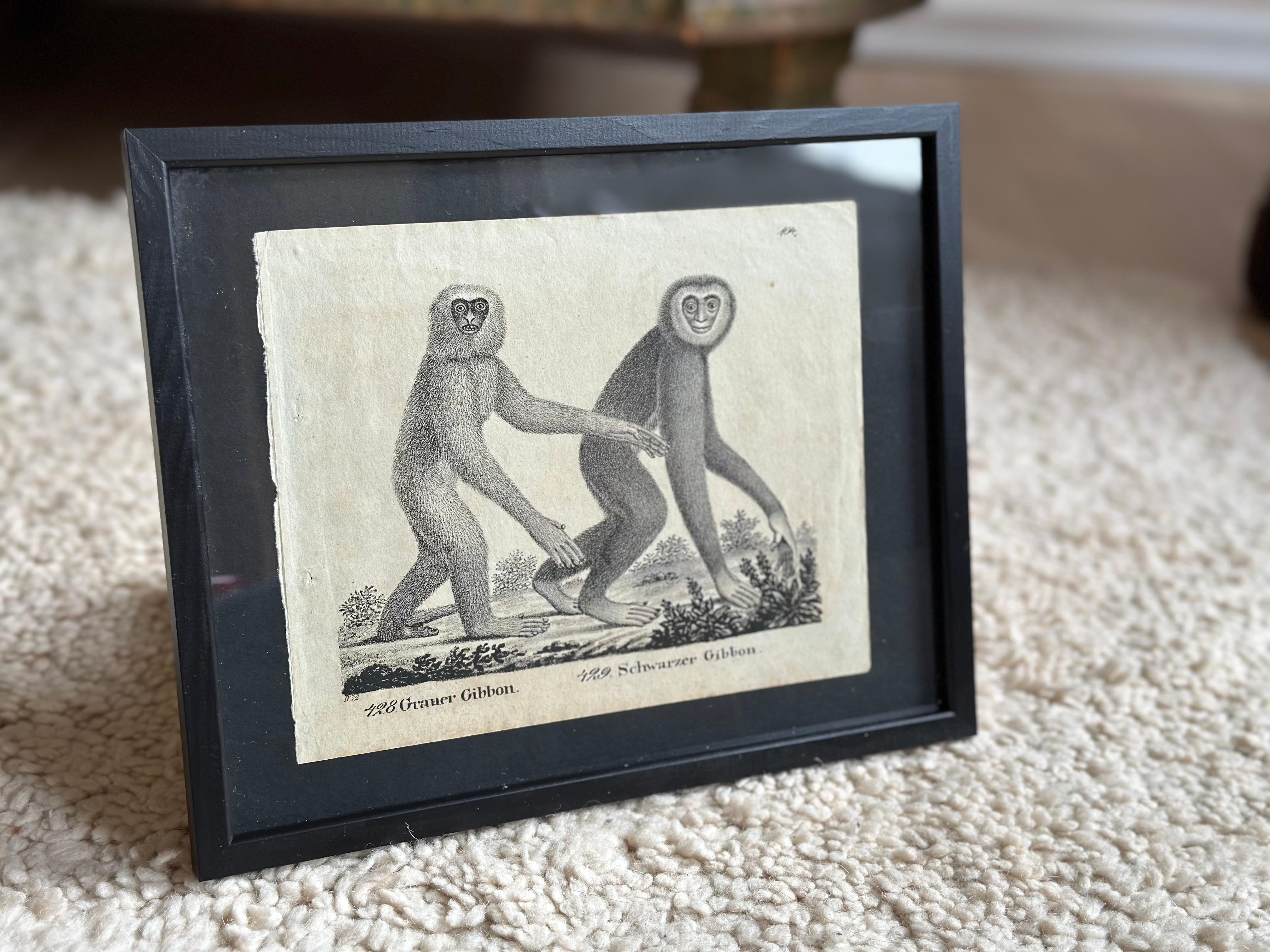 Papier Lithographie zoologique originale représentant « le singe de Gibbon » de 1831-35 en vente
