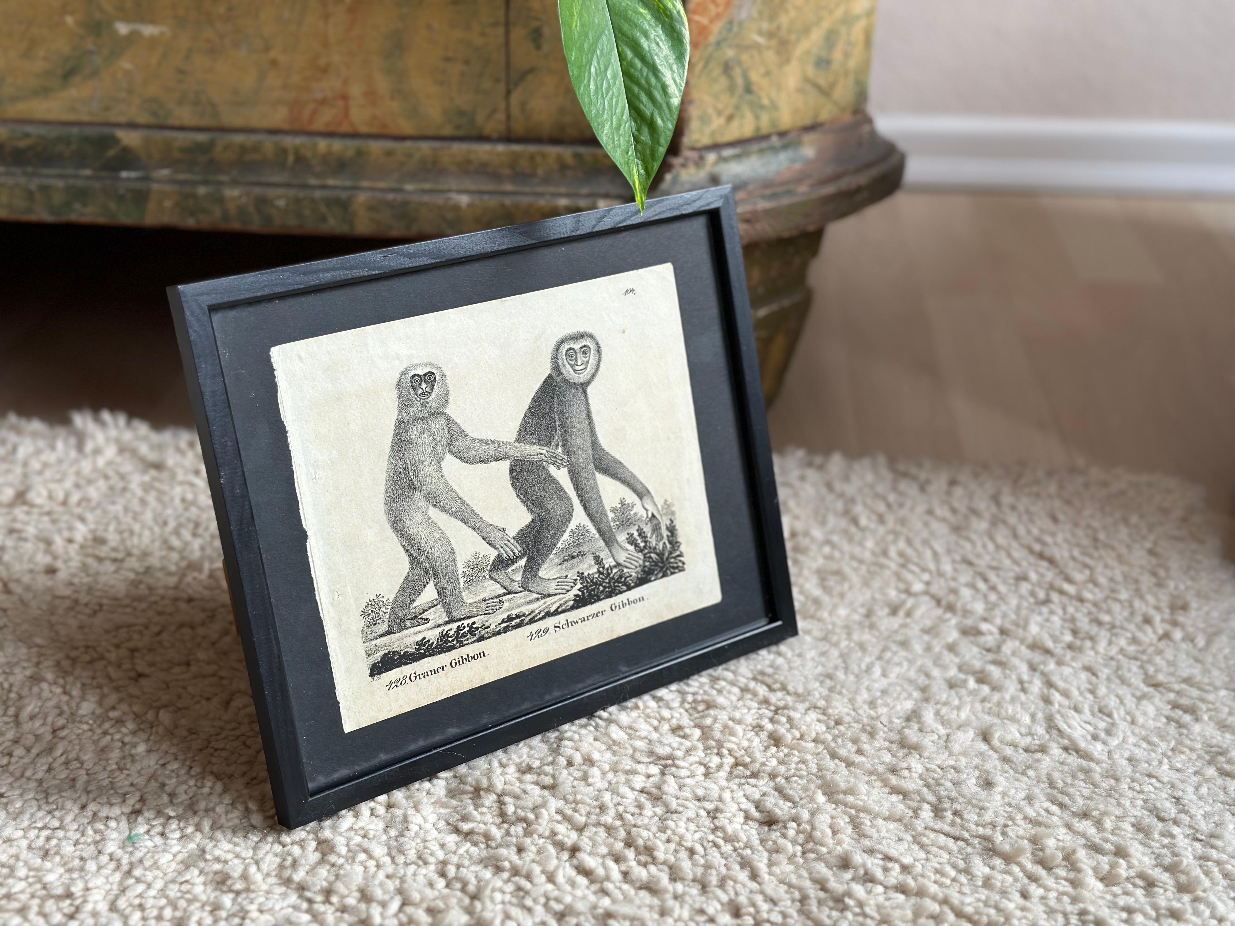Lithographie zoologique originale représentant « le singe de Gibbon » de 1831-35 en vente 1