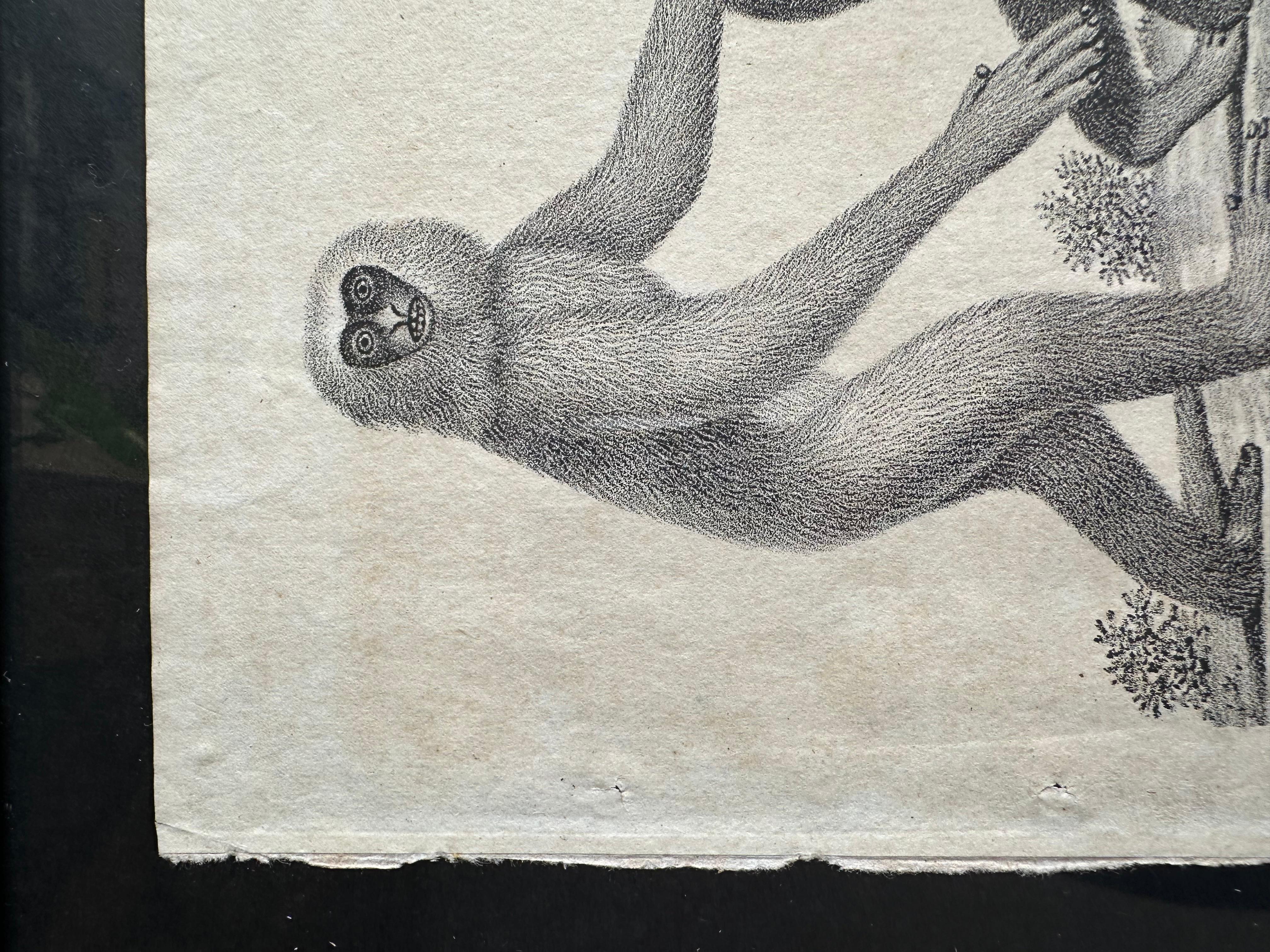 Lithographie zoologique originale représentant « le singe de Gibbon » de 1831-35 en vente 2