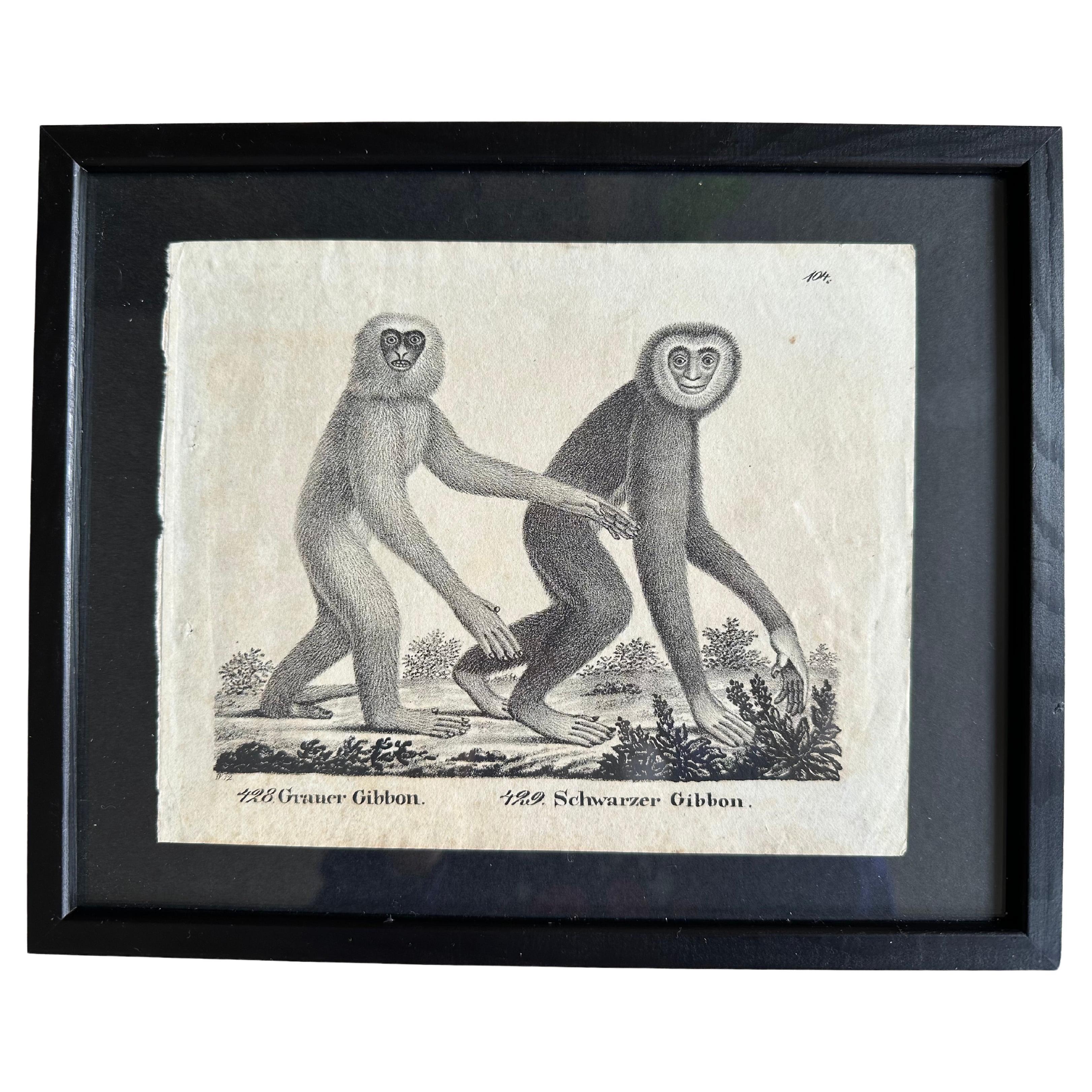 Lithographie zoologique originale représentant « le singe de Gibbon » de 1831-35 en vente