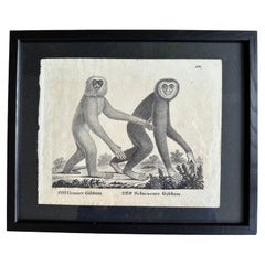 Antique Zoological Original Lithograph Featuring "the Gibbon monkey" from 1831-35