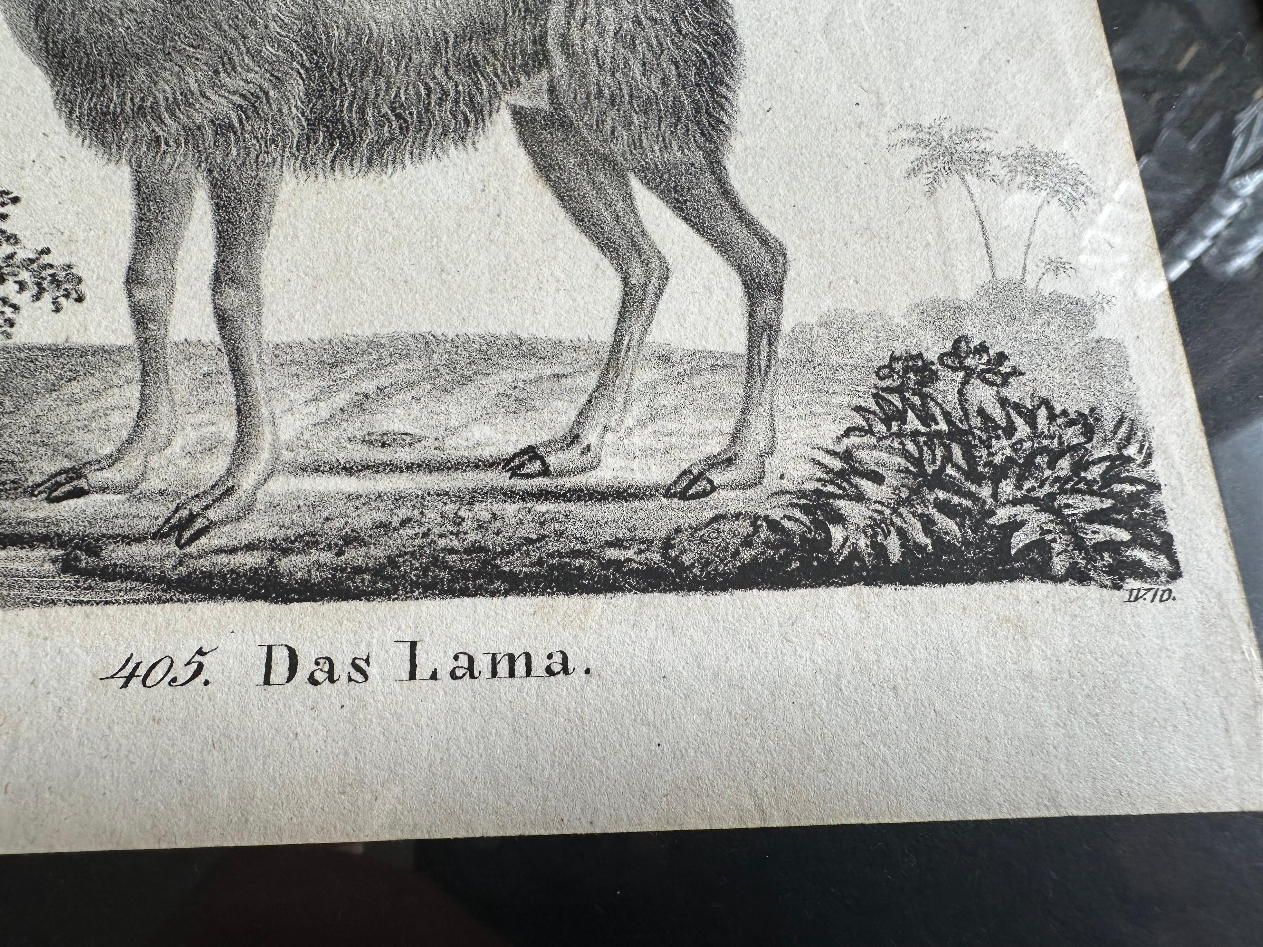 Zoologische Originallithographie mit „Der Lama“ aus dem Jahr 1831-35 im Angebot 3