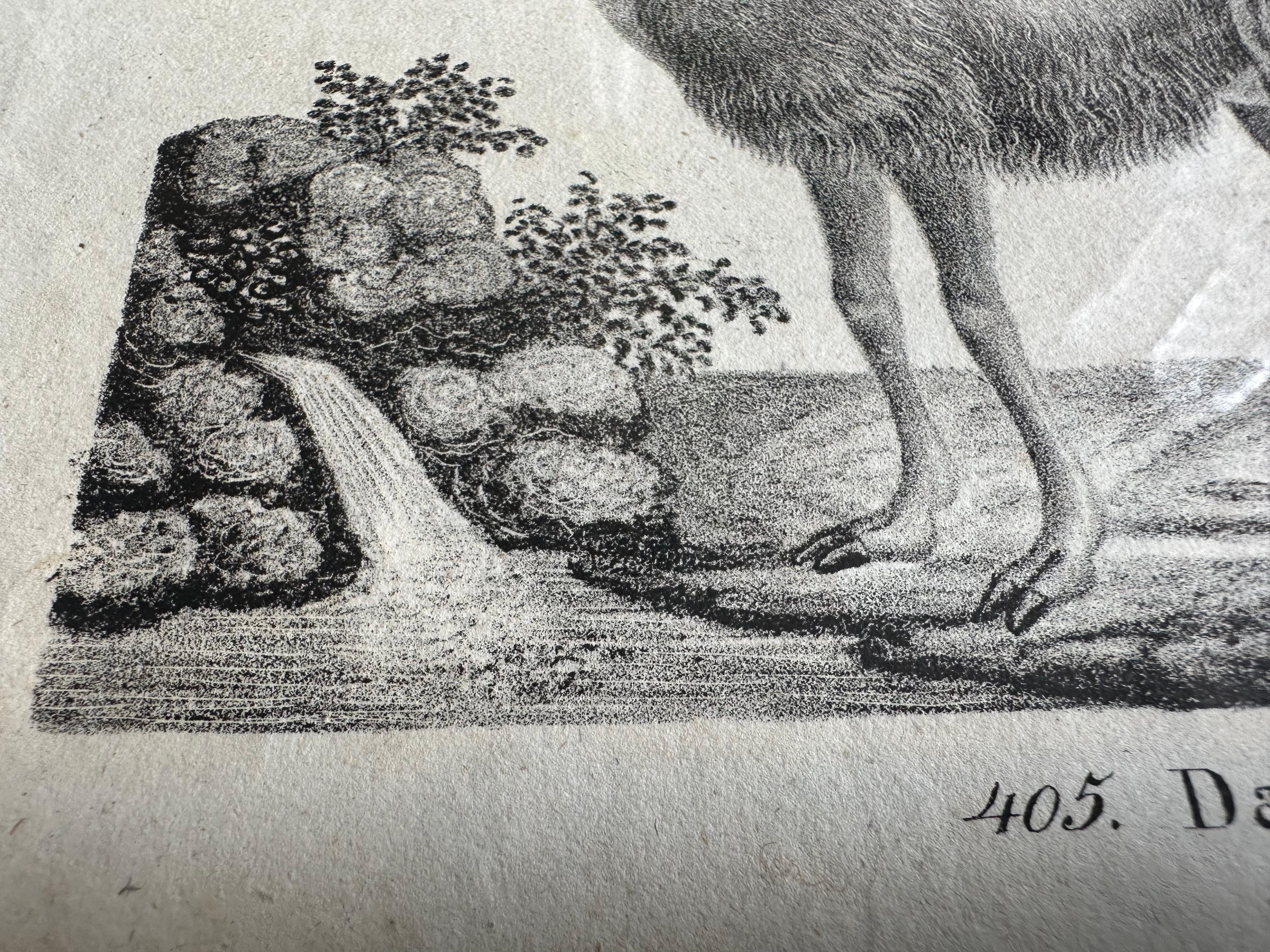Zoologische Originallithographie mit „Der Lama“ aus dem Jahr 1831-35 im Angebot 5