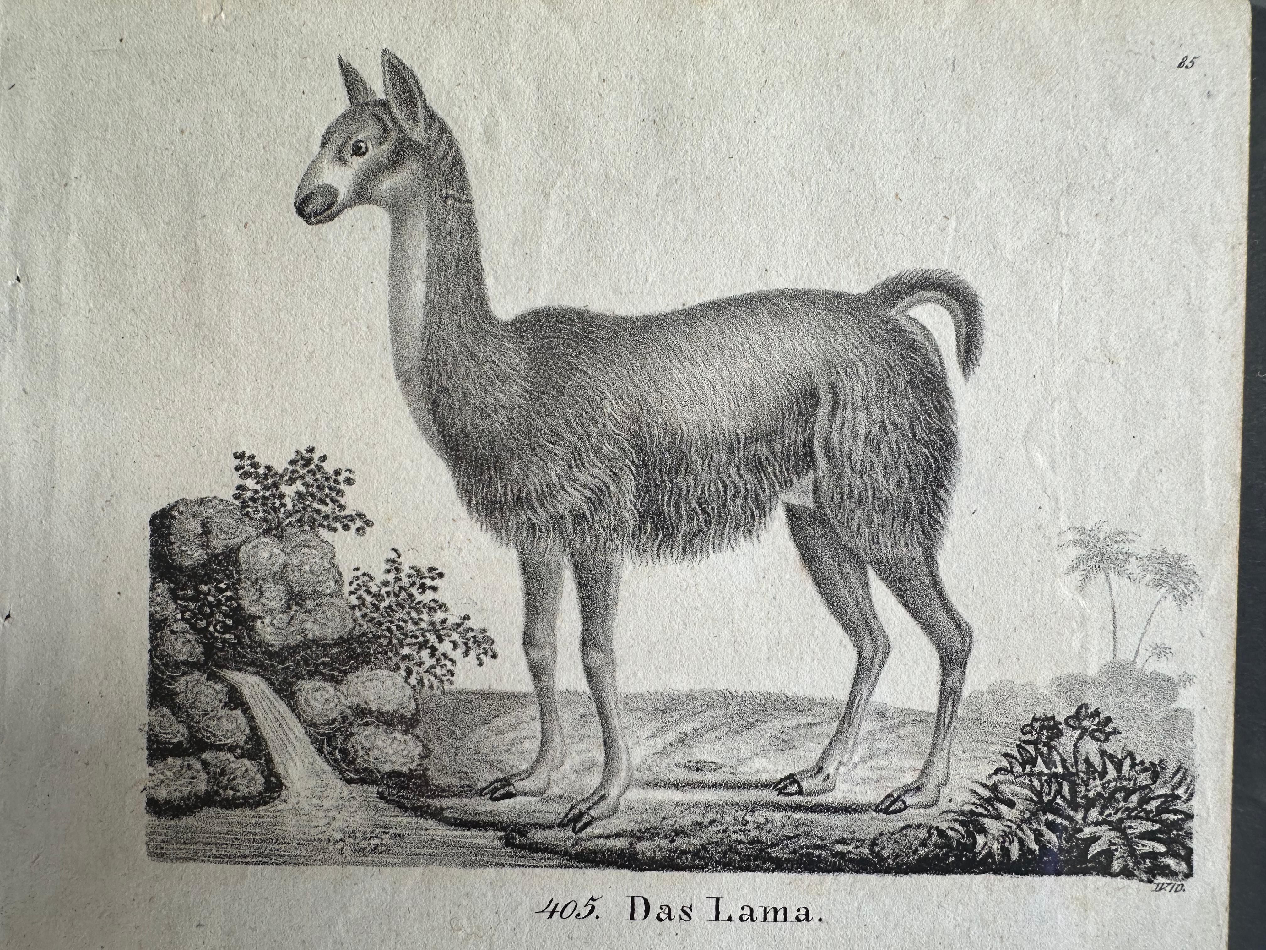 Zoologische Originallithographie mit „Der Lama“ aus dem Jahr 1831-35 im Angebot 7
