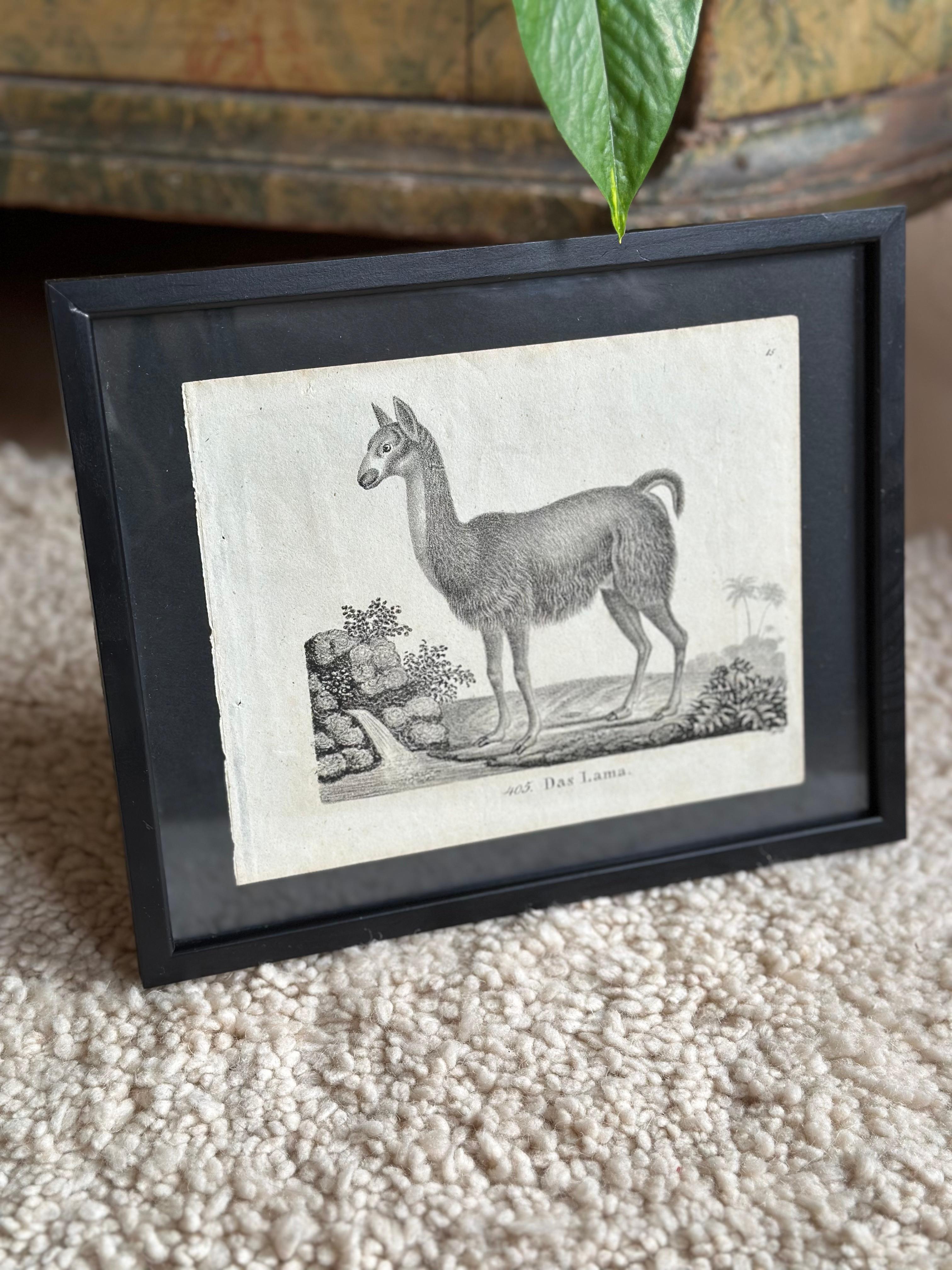Zoologische Originallithographie mit „Der Lama“ aus dem Jahr 1831-35 im Angebot 8