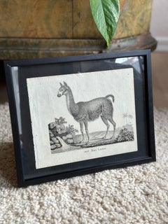 Litografía zoológica original con "el Lama" de 1831-35