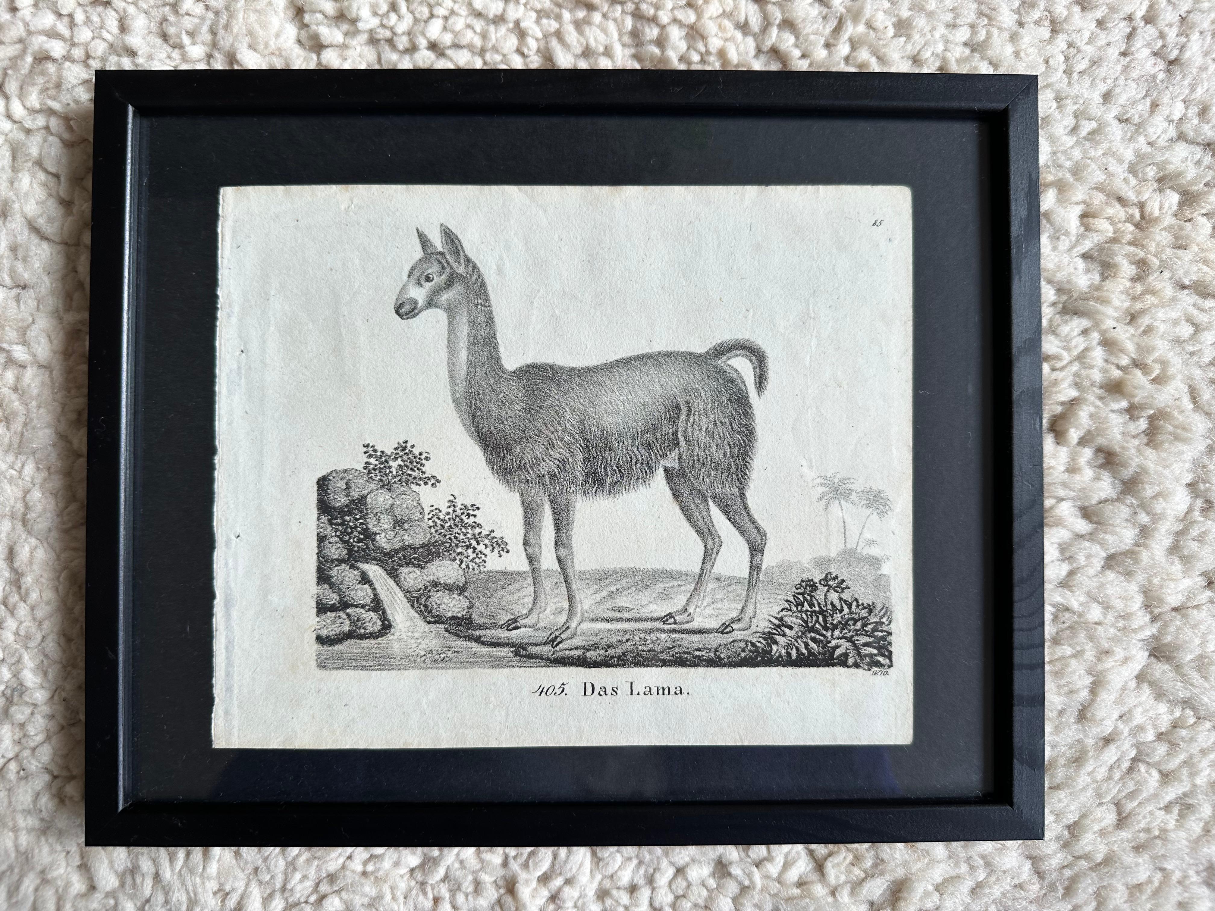 Zoologische Originallithographie mit „Der Lama“ aus dem Jahr 1831-35 (Papier) im Angebot