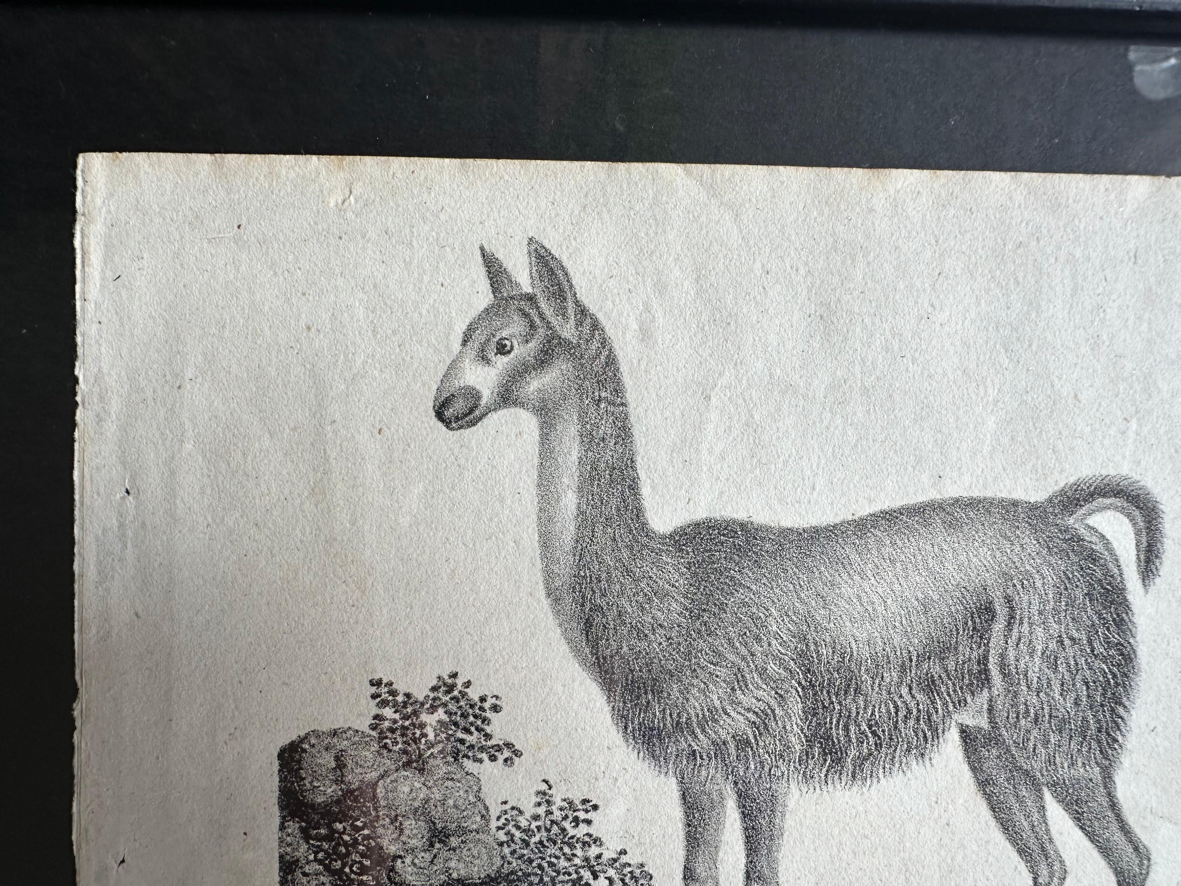 Zoologische Originallithographie mit „Der Lama“ aus dem Jahr 1831-35 im Angebot 1