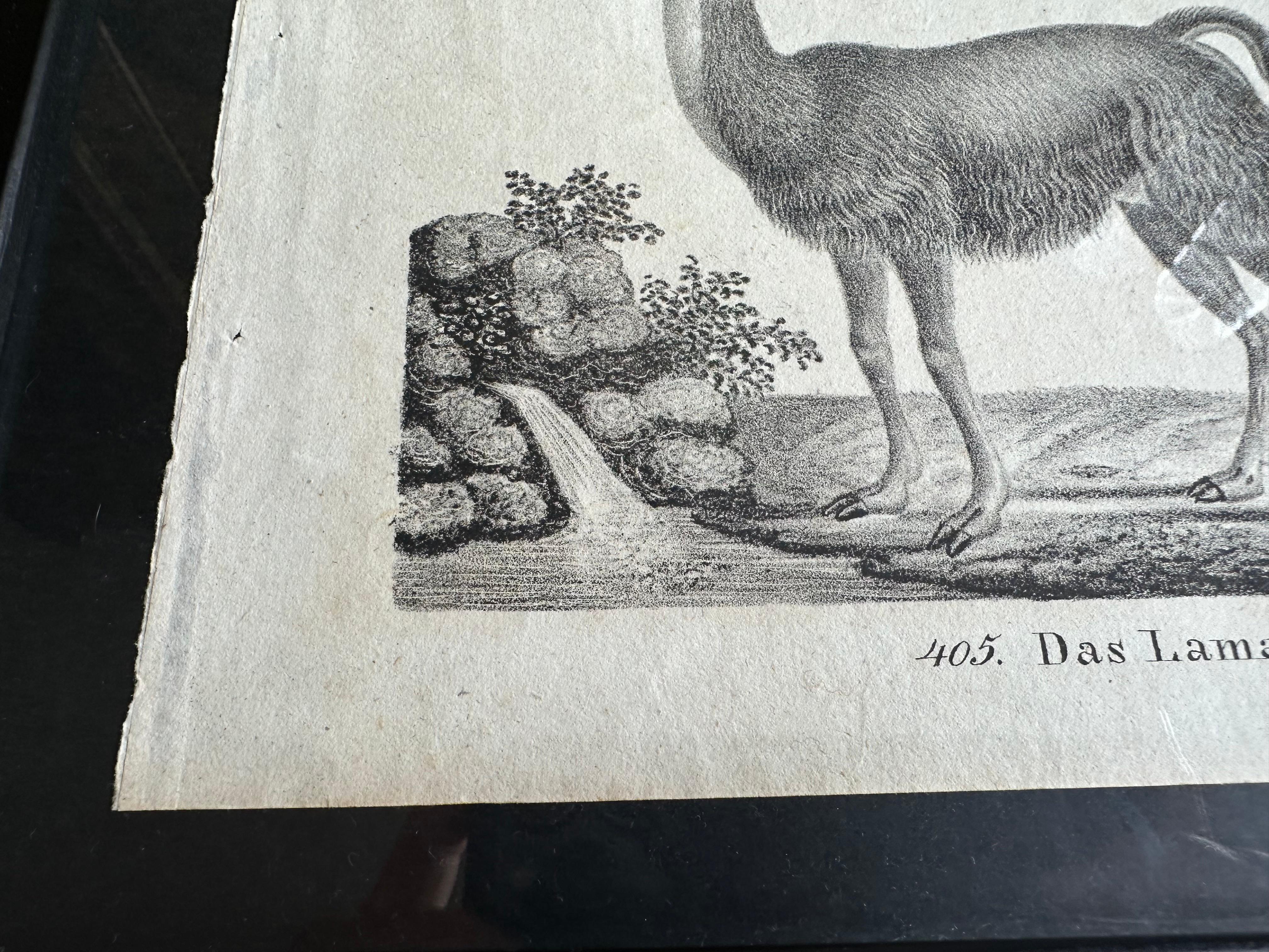 Zoologische Originallithographie mit „Der Lama“ aus dem Jahr 1831-35 im Angebot 2