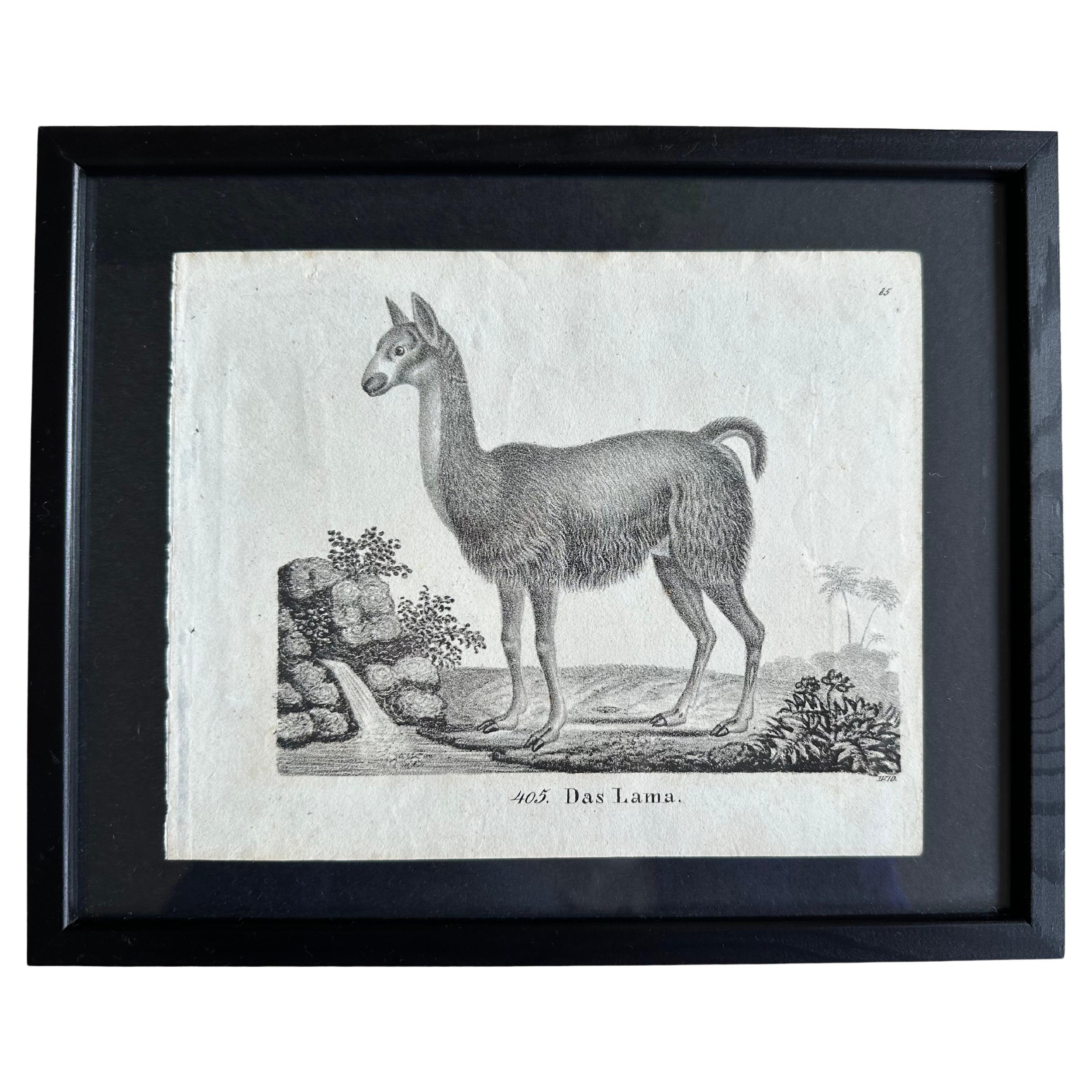 Zoological Original Lithograph Featuring "the Lama" from 1831-35
