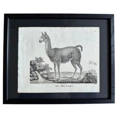 Antique Zoological Original Lithograph Featuring "the Lama" from 1831-35