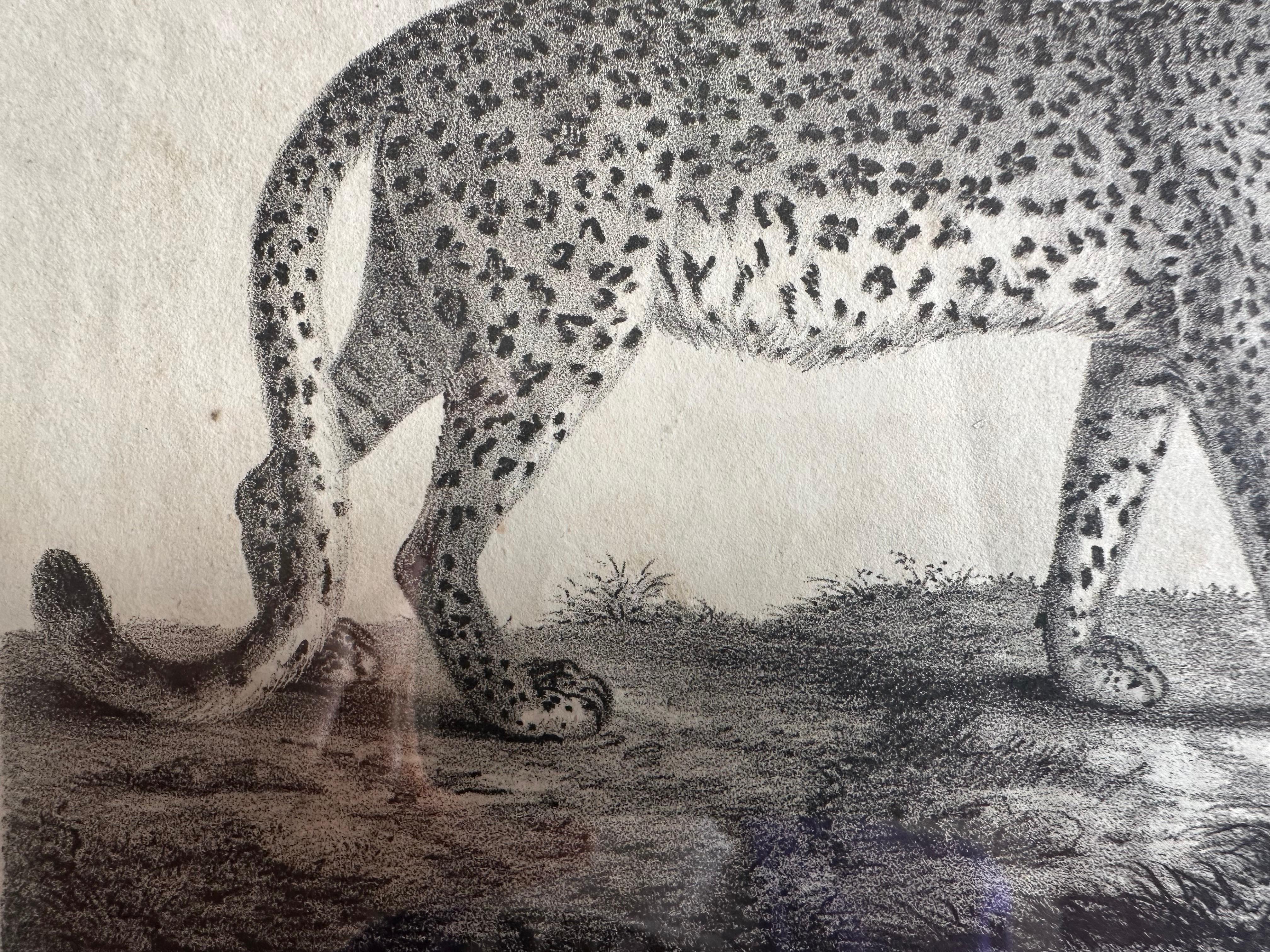 Zoologische Originallithographie mit „Der Leopard“ aus dem Jahr 1831-35 im Angebot 3