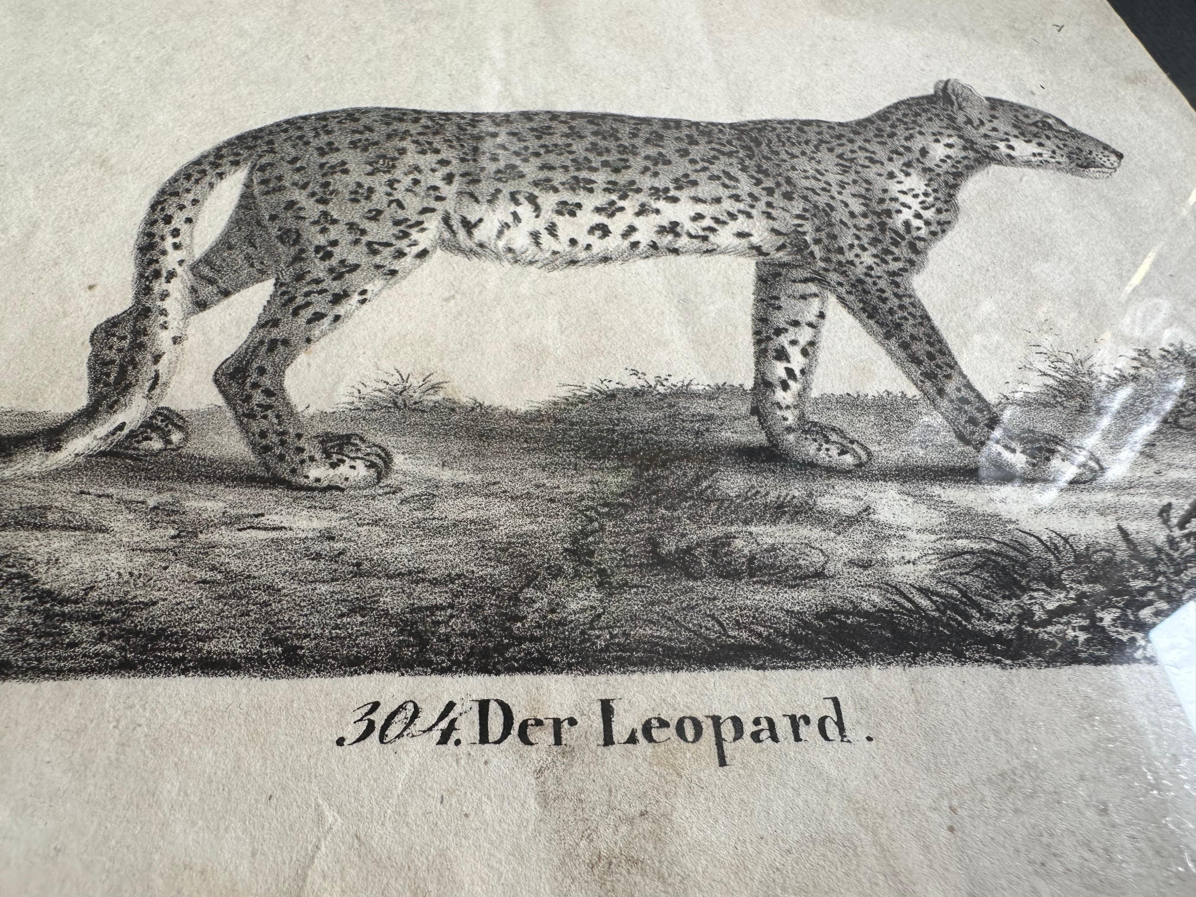 Zoologische Originallithographie mit „Der Leopard“ aus dem Jahr 1831-35 im Angebot 4