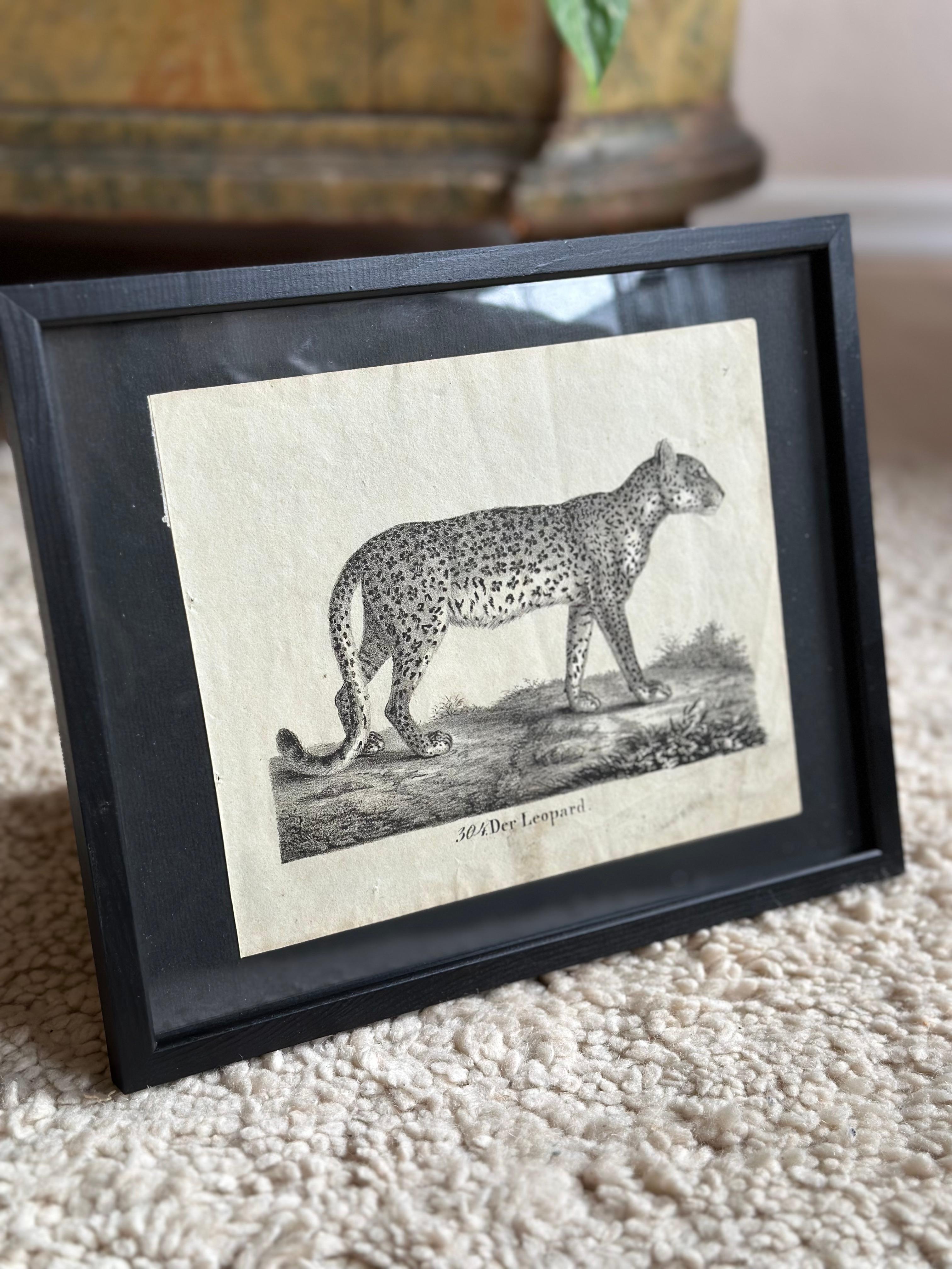 Zoologische Originallithographie mit „Der Leopard“ aus dem Jahr 1831-35 im Angebot 6