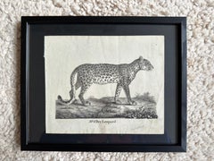 Zoological Original Lithograph Featuring "the Leopard" from 1831-35