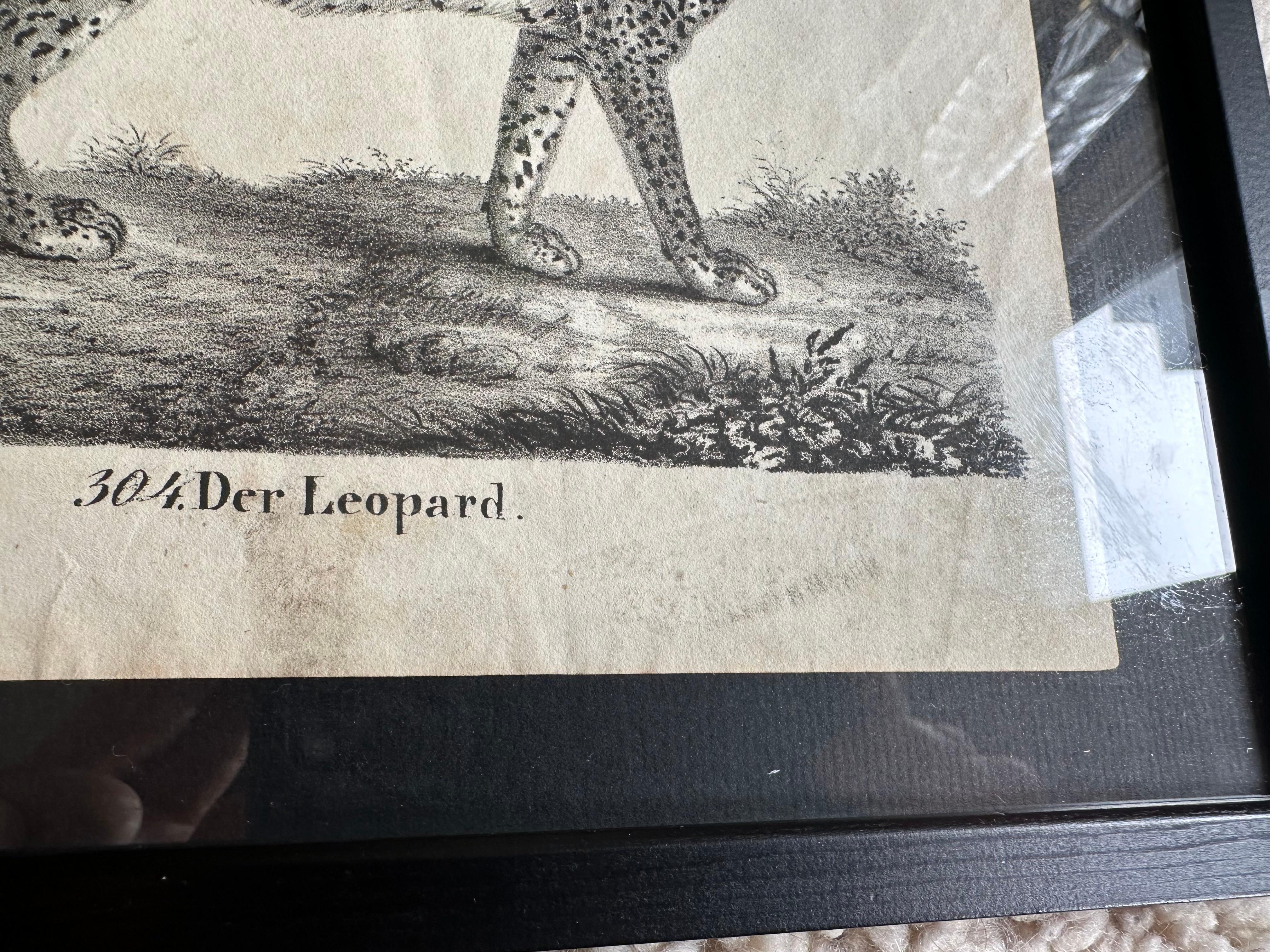 Zoologische Originallithographie mit „Der Leopard“ aus dem Jahr 1831-35 (Papier) im Angebot
