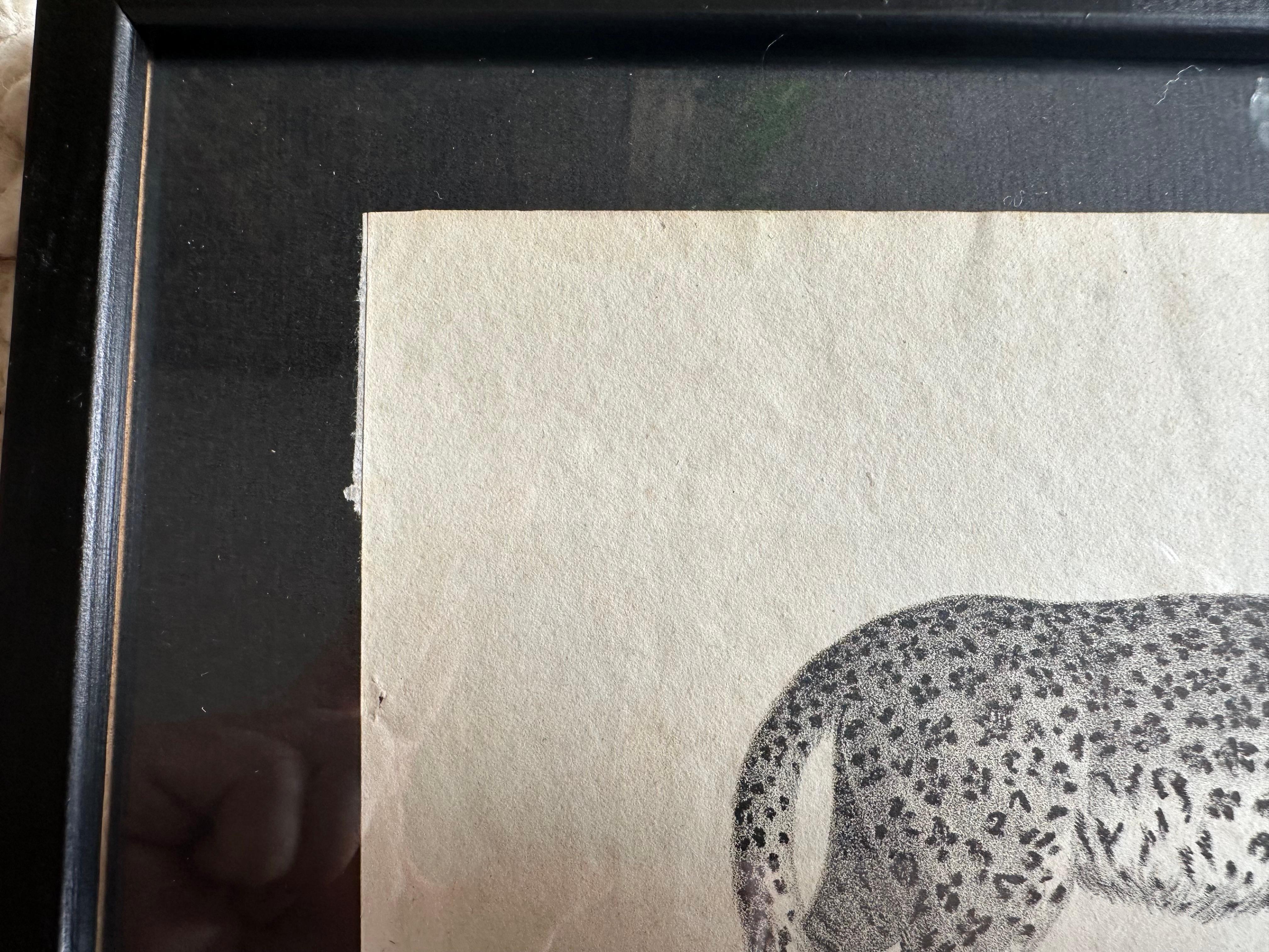 Zoologische Originallithographie mit „Der Leopard“ aus dem Jahr 1831-35 im Angebot 1