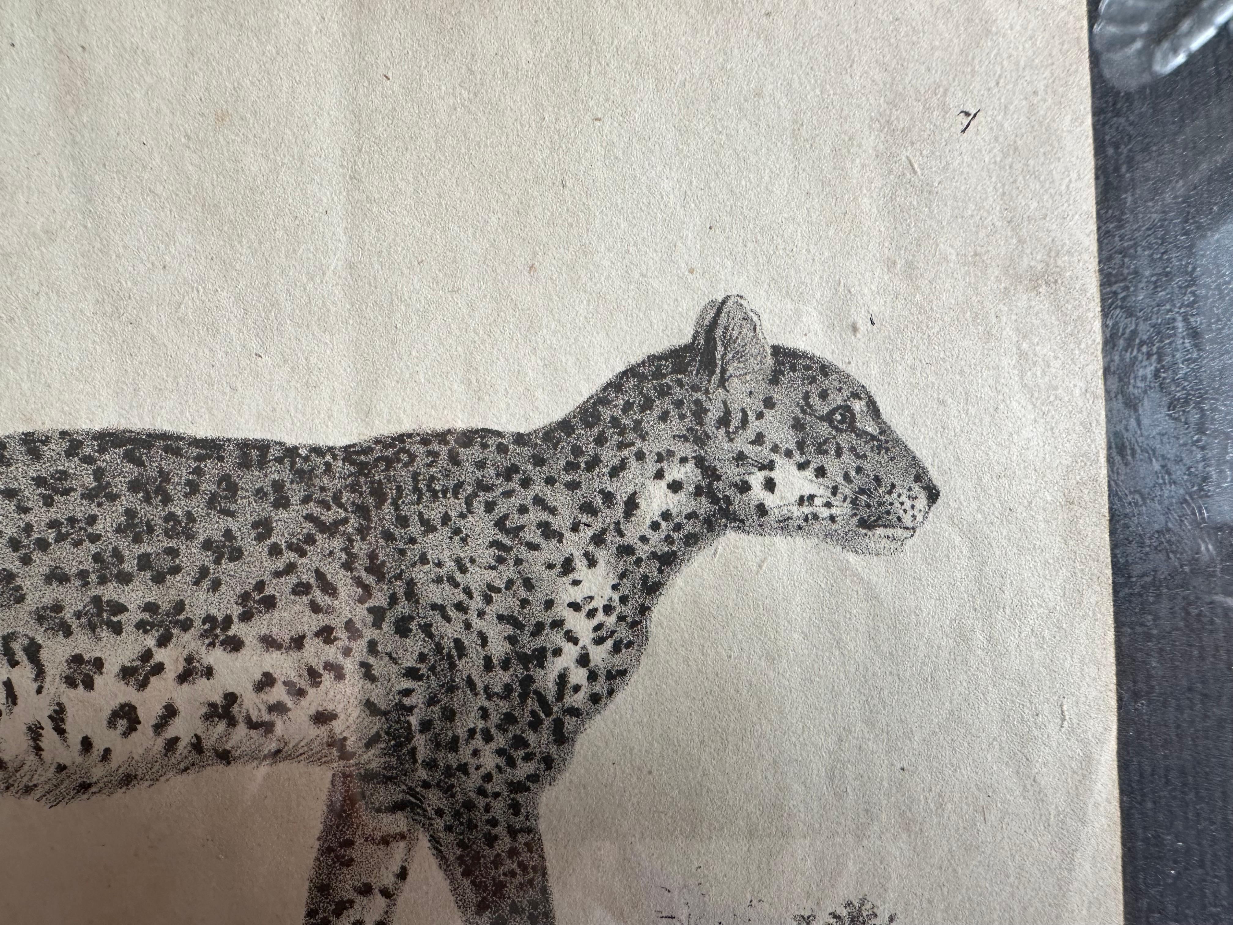 Zoologische Originallithographie mit „Der Leopard“ aus dem Jahr 1831-35 im Angebot 2