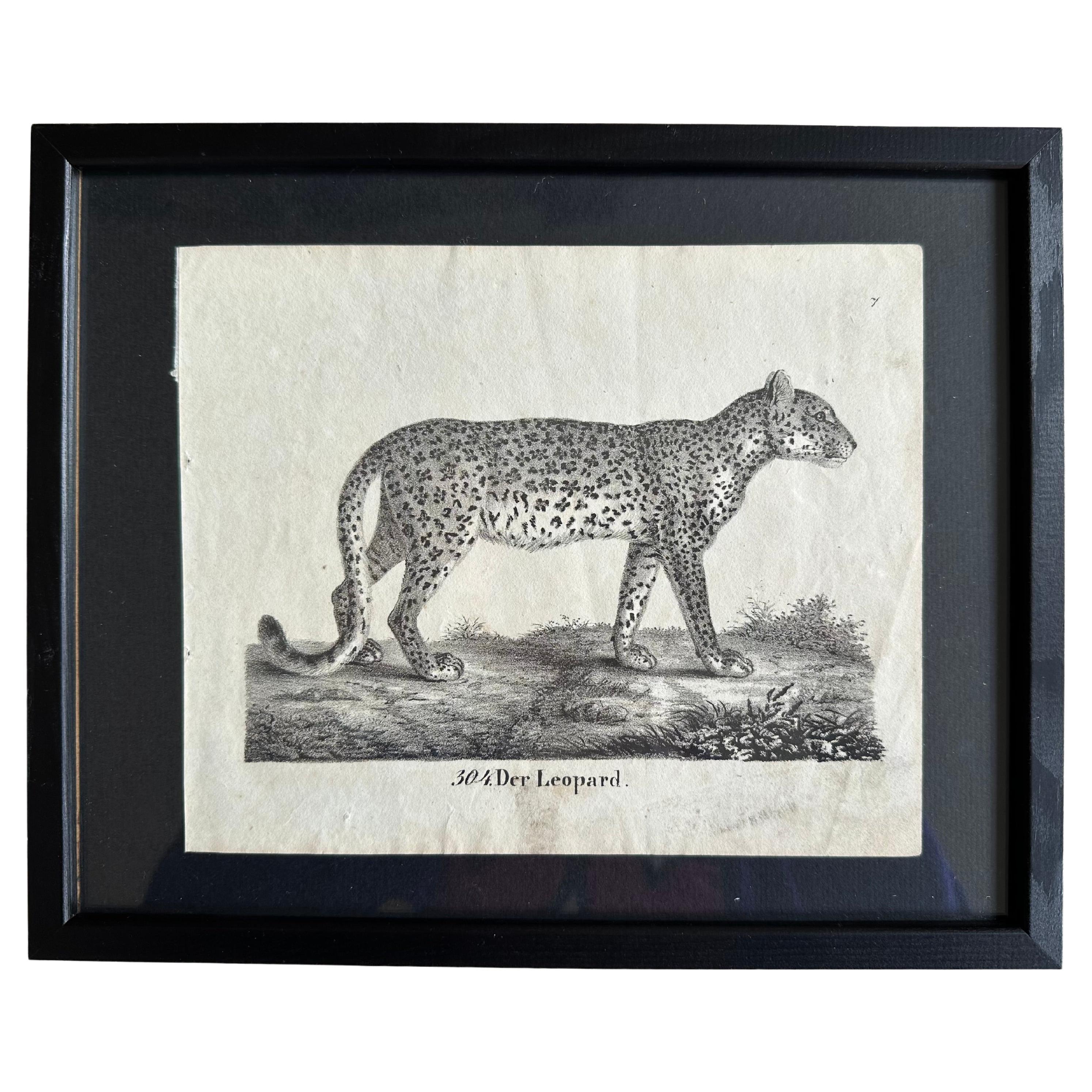 Zoological Original Lithograph Featuring "the Leopard" from 1831-35 For Sale