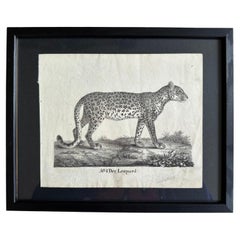 Lithographie zoologique originale représentant le léopard de 1831-35