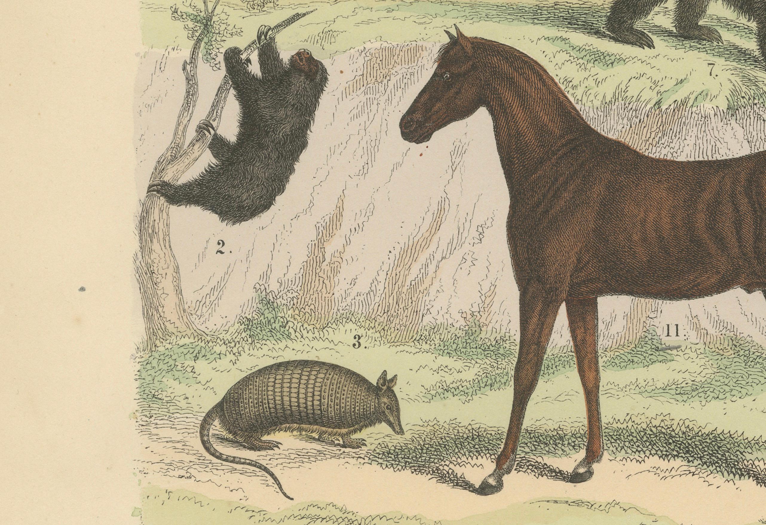 Zoology Print of Anteaters, Armadillos, Zebra, Horse and Platypus by T Bromme c1865

This original 19th-century hand-colored lithograph, published around 1865 by German geographer and atlas maker Traugott Bromme, showcases an engaging array of