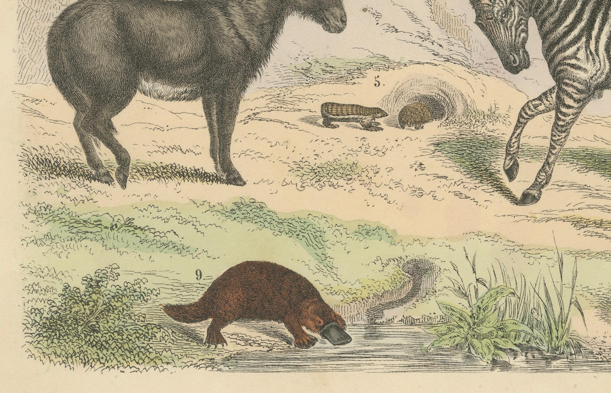 Tedesco Stampa zoologica di formichieri, armadilli, zebre, cavalli e ornitorinchi - 1865 ca. in vendita