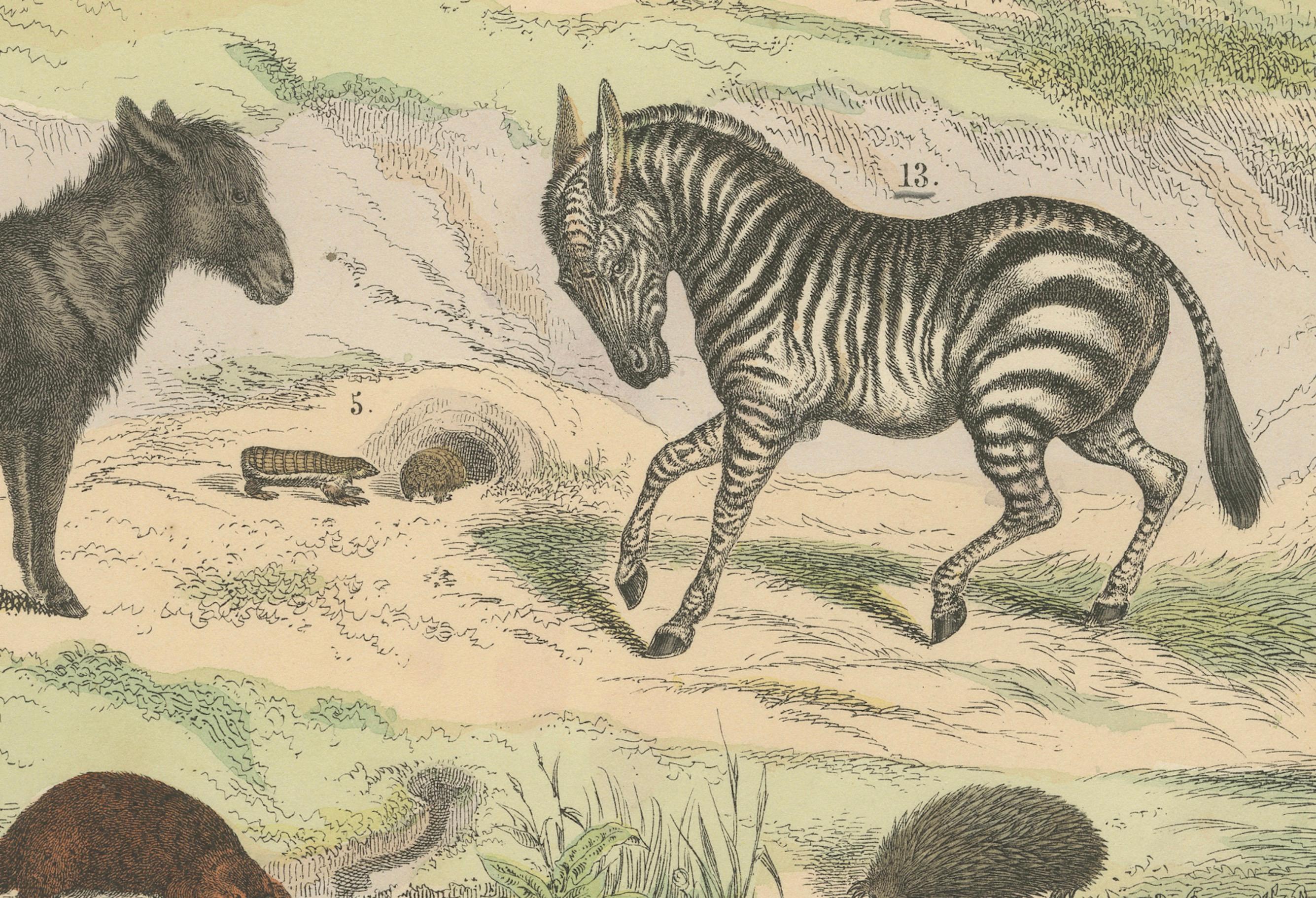Stampa zoologica di formichieri, armadilli, zebre, cavalli e ornitorinchi - 1865 ca. In condizioni buone in vendita a Langweer, NL