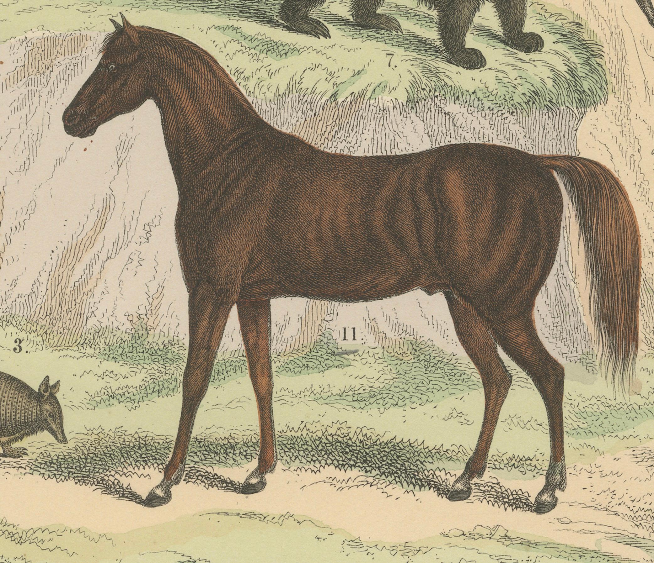 Stampa zoologica di formichieri, armadilli, zebre, cavalli e ornitorinchi - 1865 ca. in vendita 1