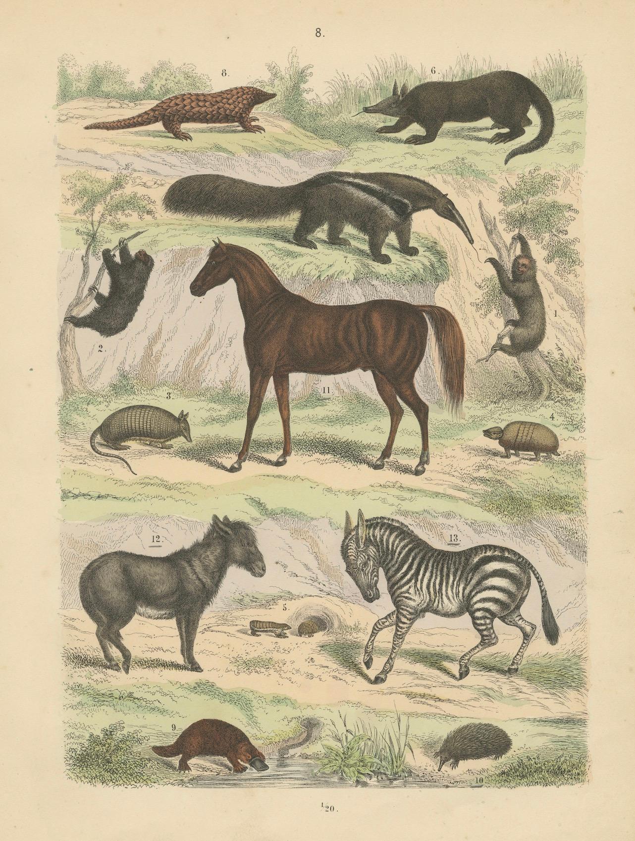 Stampa zoologica di formichieri, armadilli, zebre, cavalli e ornitorinchi - 1865 ca. in vendita 2