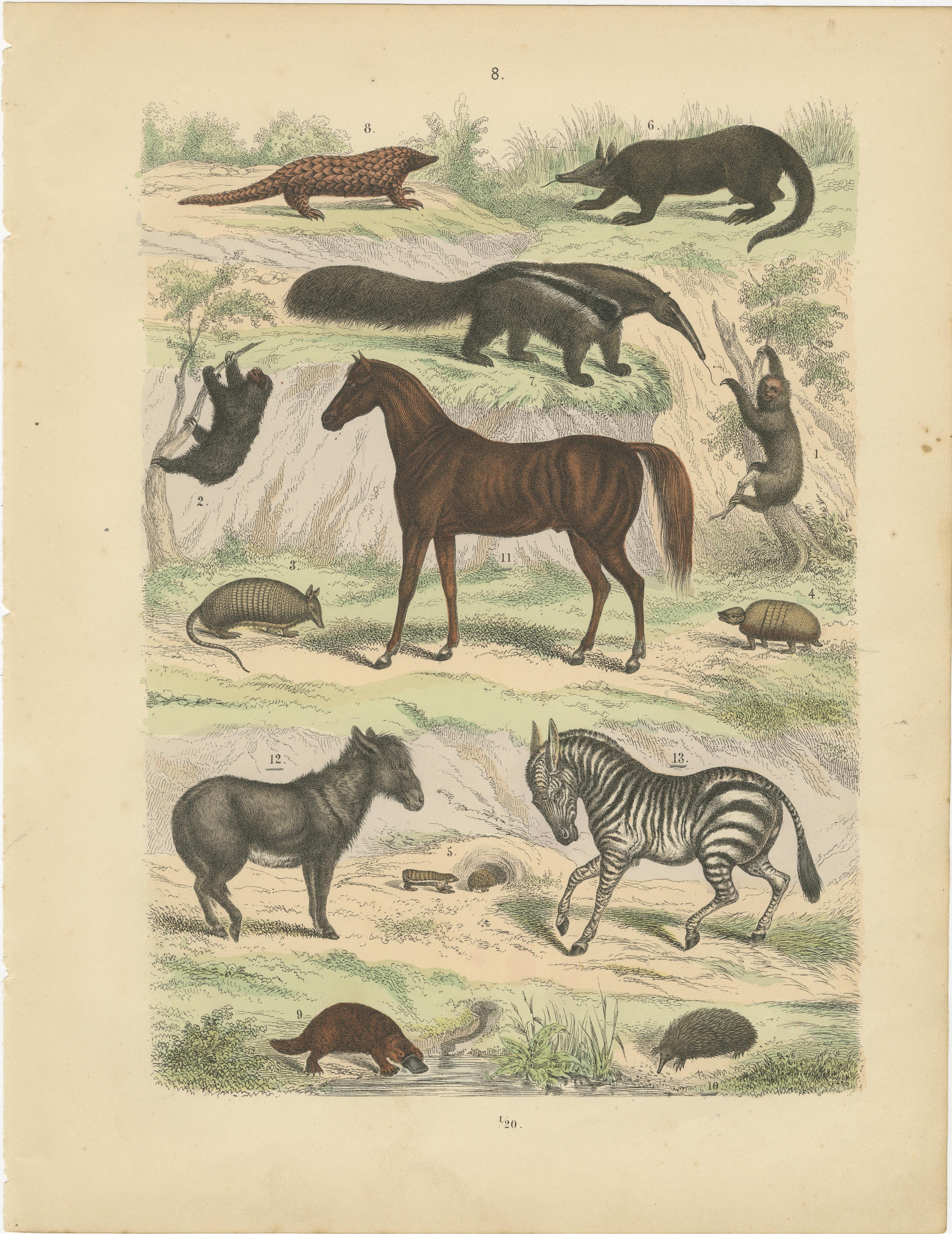 Stampa zoologica di formichieri, armadilli, zebre, cavalli e ornitorinchi - 1865 ca. in vendita 3